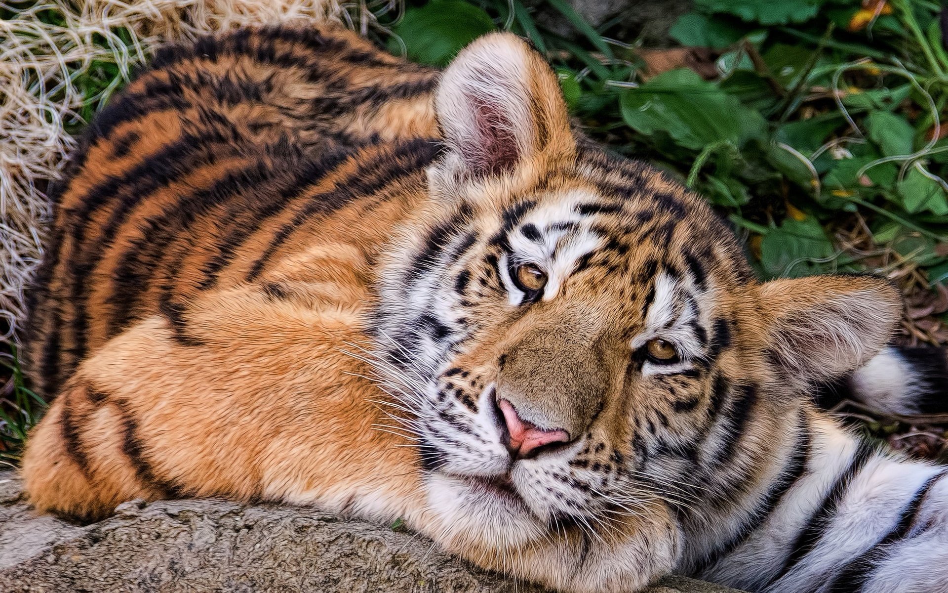 Обои тигр, хищник, животное, тигренок, амурский тигр, tiger, predator, animal, the amur tiger разрешение 2048x1366 Загрузить