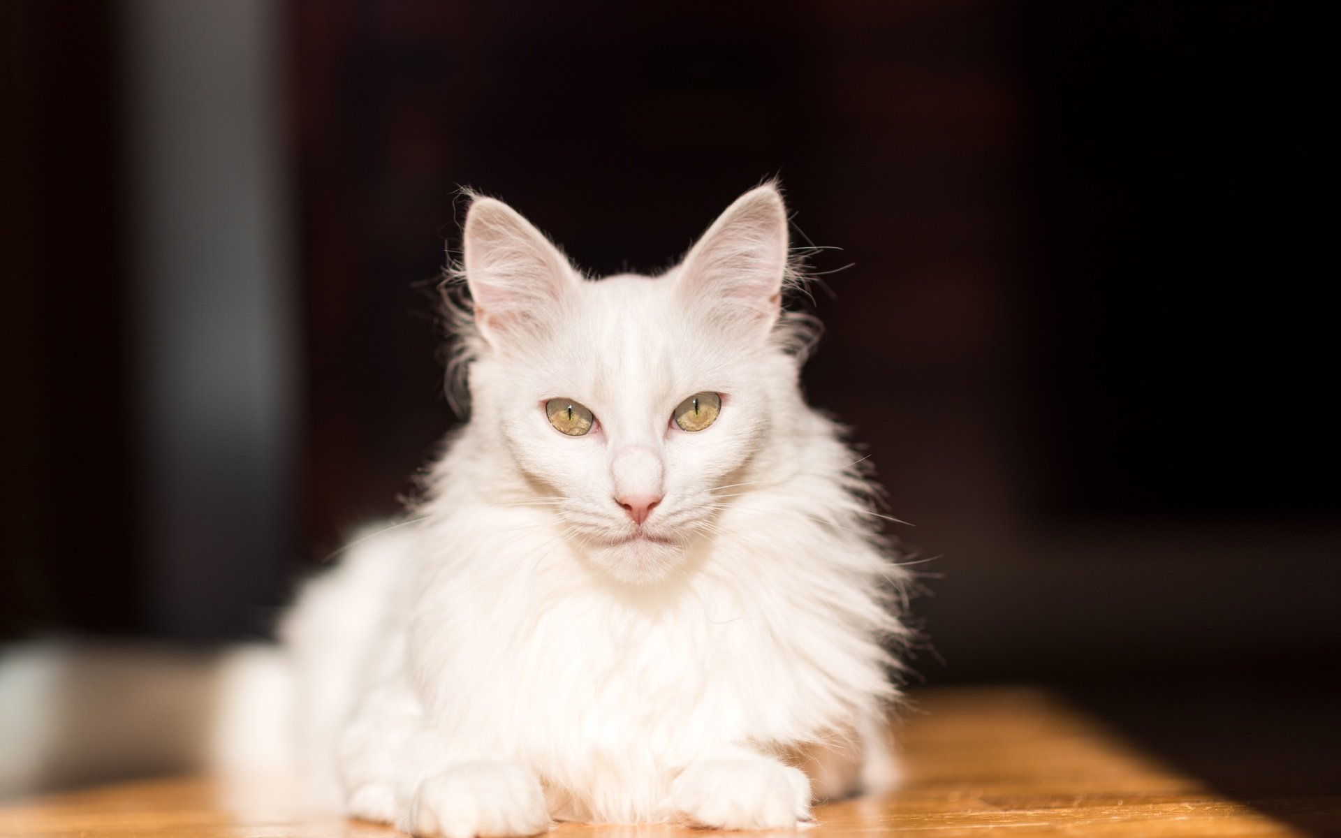 Обои кот, мордочка, усы, кошка, взгляд, белая, cat, muzzle, mustache, look, white разрешение 6016x4016 Загрузить