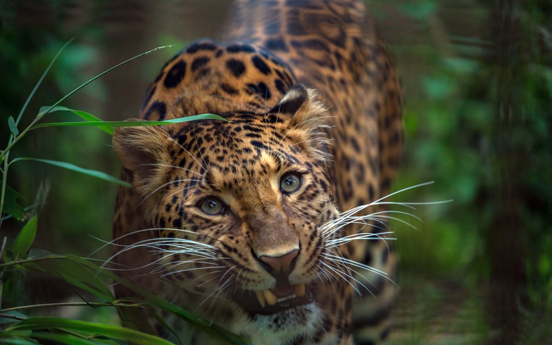 Обои морда, трава, взгляд, леопард, хищник, зубы, дикая кошка, face, grass, look, leopard, predator, teeth, wild cat разрешение 1920x1280 Загрузить