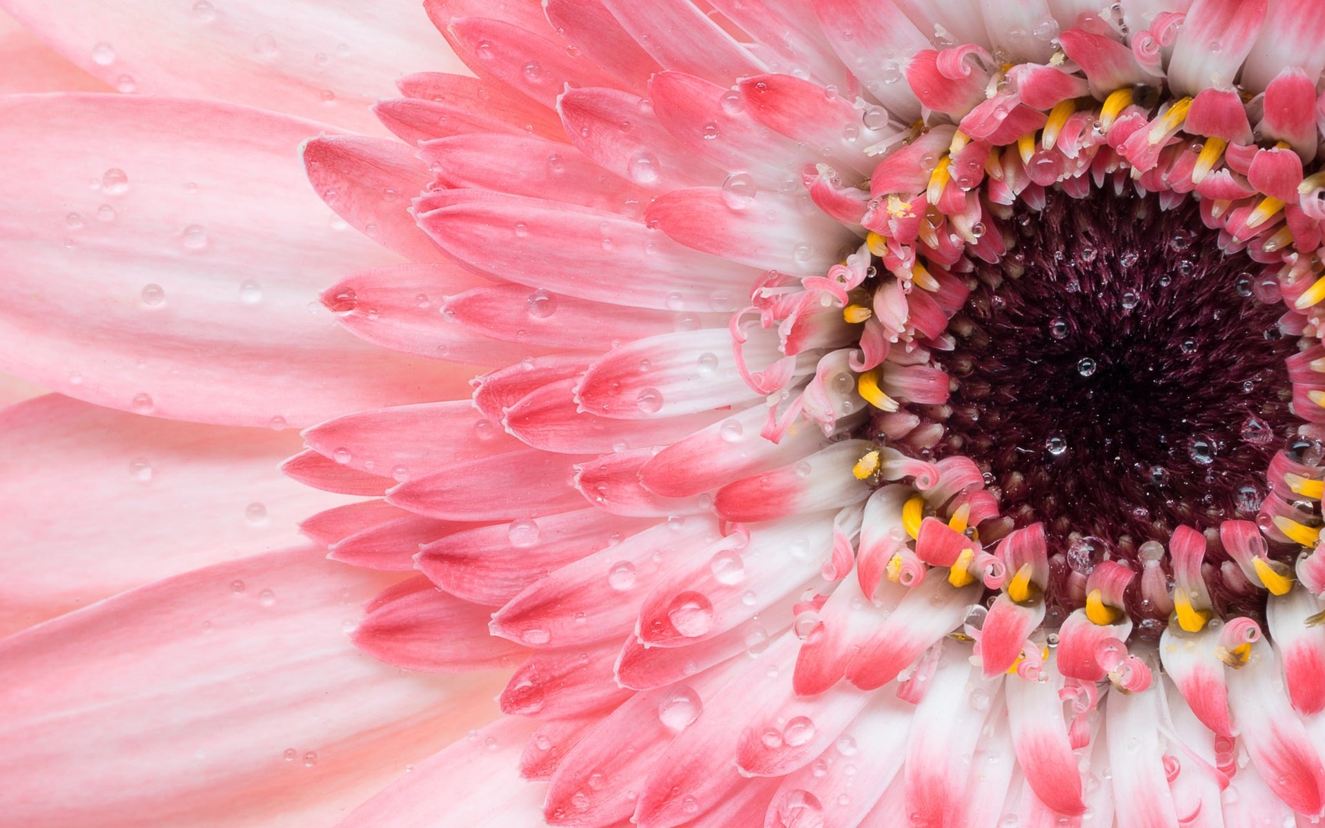 Обои макро, цветок, лепестки, розовая, гербера, macro, flower, petals, pink, gerbera разрешение 2048x1325 Загрузить