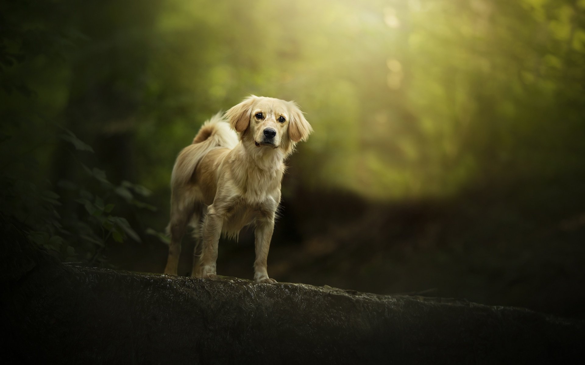 Обои природа, листья, взгляд, собака, дворняга, боке, nature, leaves, look, dog, mongrel, bokeh разрешение 2048x1304 Загрузить