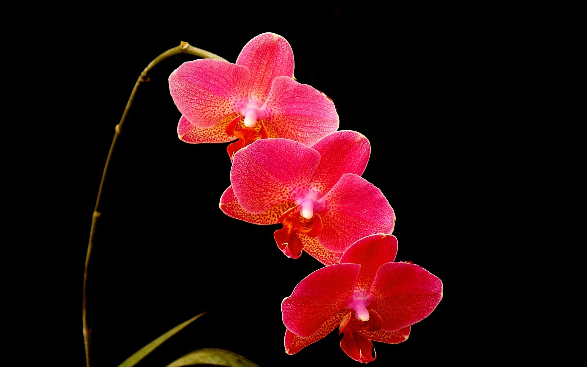 Обои цветы, макро, фон, лепестки, черный фон, орхидея, соцветие, flowers, macro, background, petals, black background, orchid, inflorescence разрешение 3700x2158 Загрузить