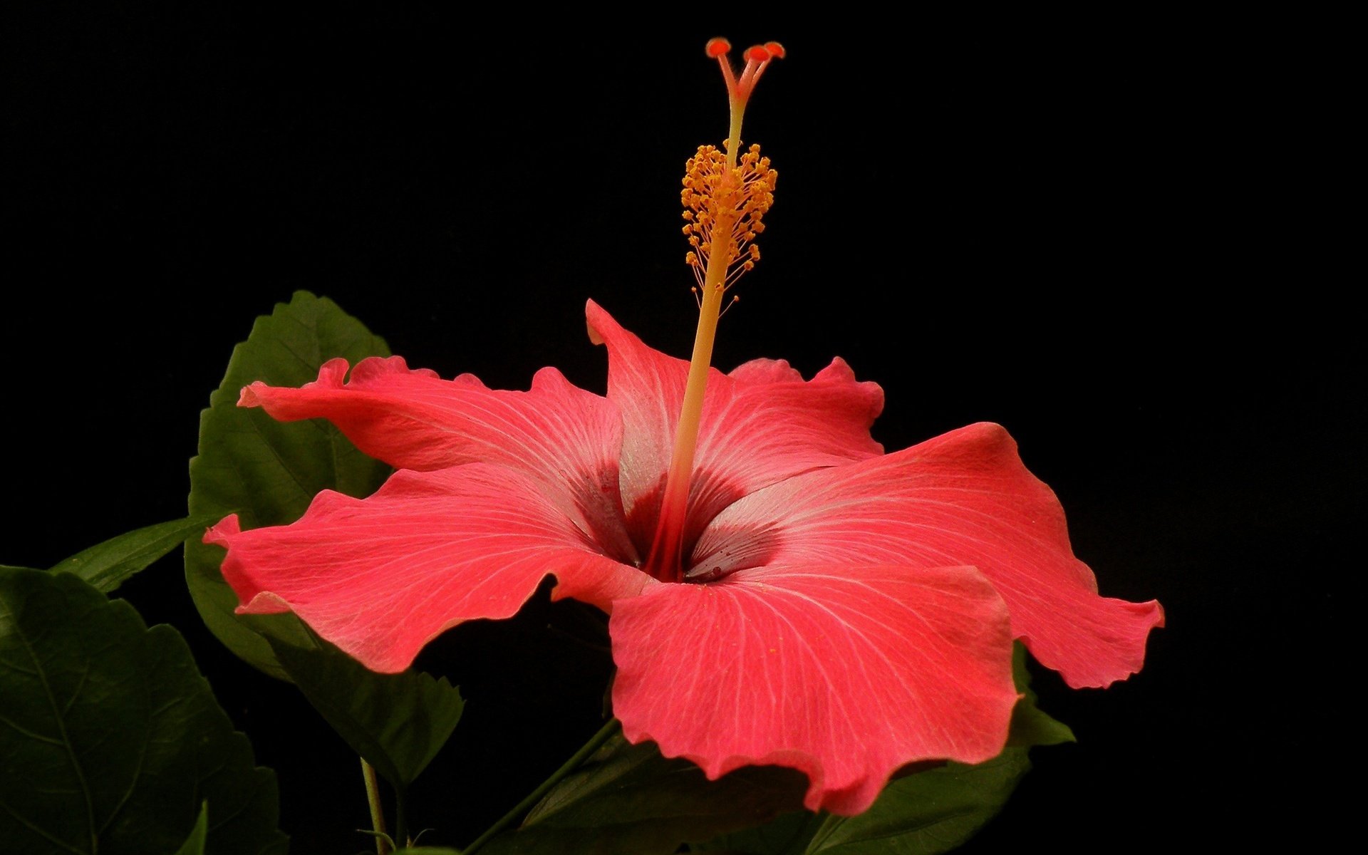 Обои макро, цветок, лепестки, черный фон, гибискус, macro, flower, petals, black background, hibiscus разрешение 2880x1850 Загрузить