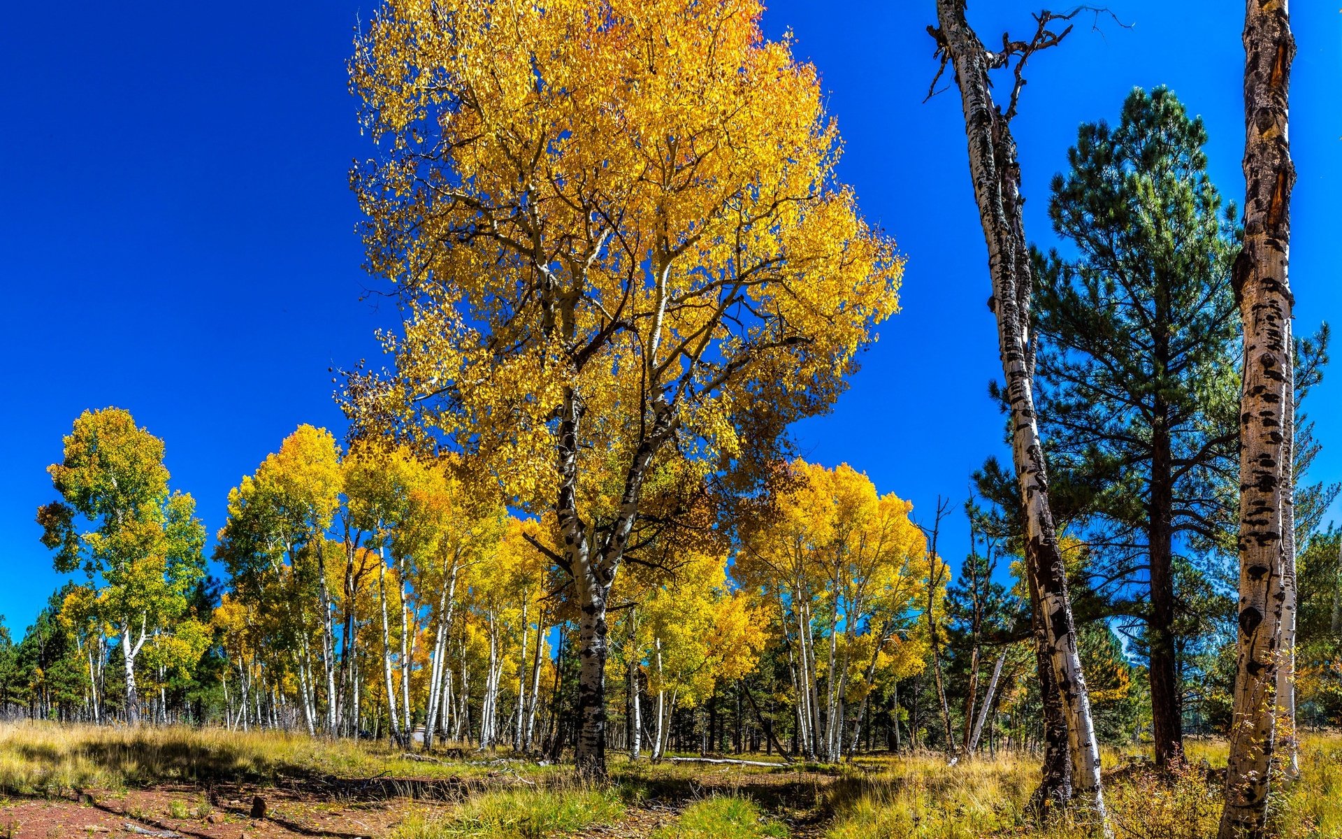 Обои небо, деревья, лес, березы, осень, сосна, осина, the sky, trees, forest, birch, autumn, pine, aspen разрешение 2048x1320 Загрузить