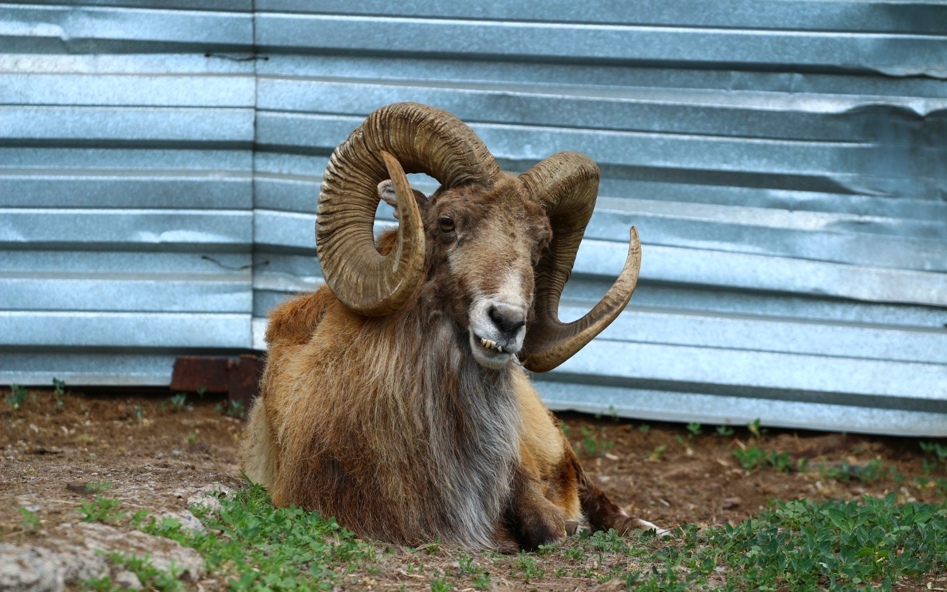 Обои животное, рога, зоопарк, баран, закрученные, рогатый, муфлон, animal, horns, zoo, ram, twisted, horny, mouflon разрешение 1920x1280 Загрузить