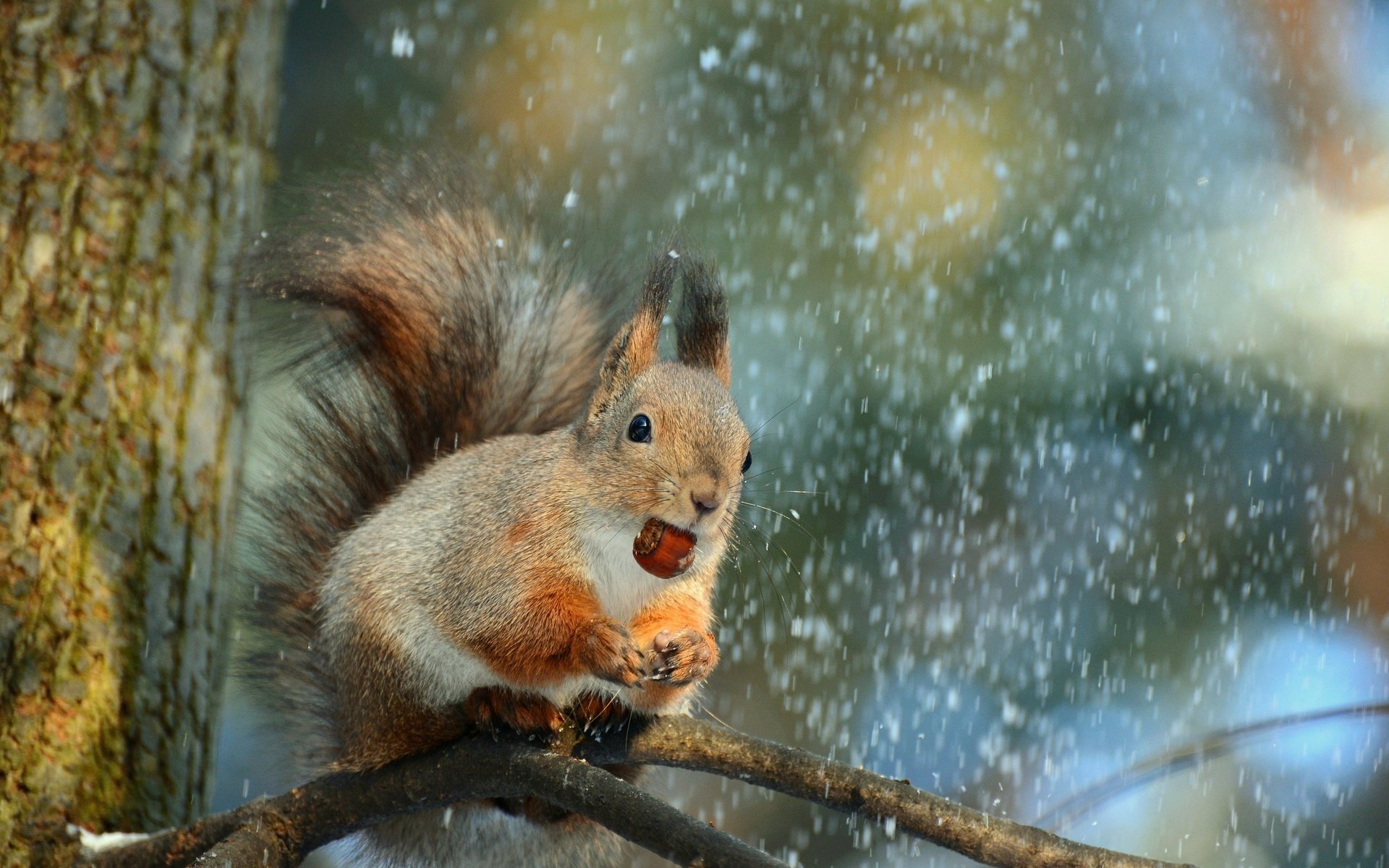 Обои снег, дерево, ветки, животное, белка, орех, snow, tree, branches, animal, protein, walnut разрешение 2996x2000 Загрузить