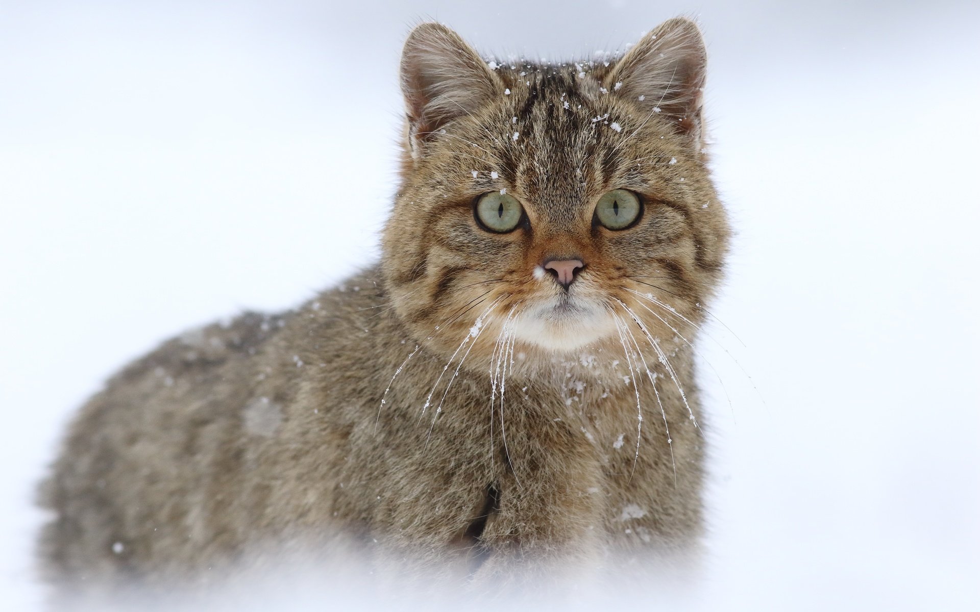 Обои снег, кот, мордочка, усы, кошка, взгляд, дикая кошка, snow, cat, muzzle, mustache, look, wild cat разрешение 5472x3648 Загрузить