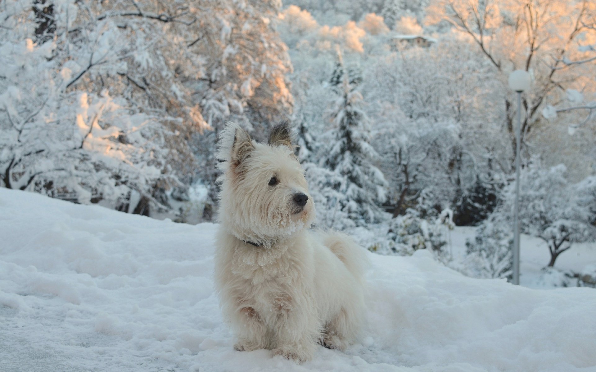 Обои снег, зима, собачка, вест-хайленд-уайт-терьер, snow, winter, dog, the west highland white terrier разрешение 2963x1837 Загрузить