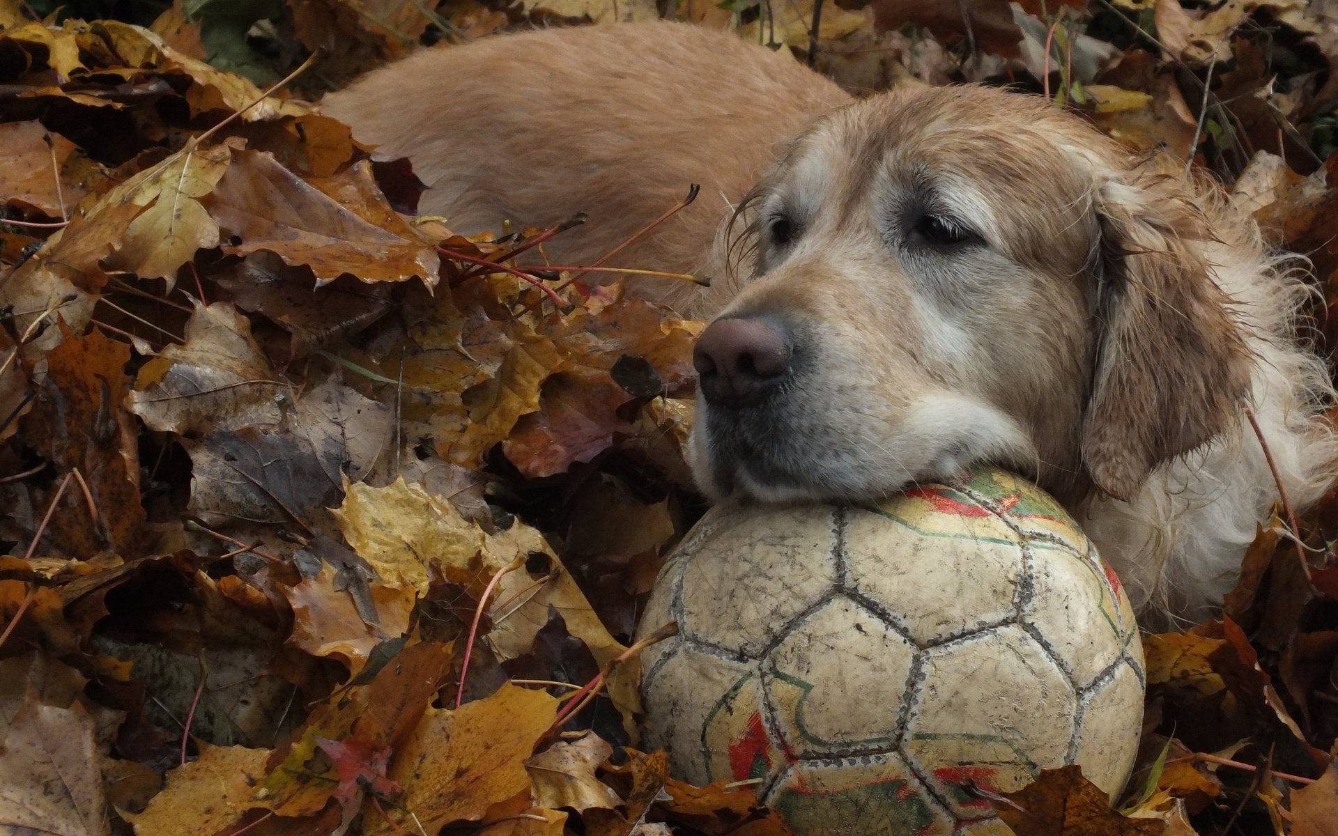 Обои листья, осень, собака, мяч, золотистый ретривер, leaves, autumn, dog, the ball, golden retriever разрешение 4608x3456 Загрузить