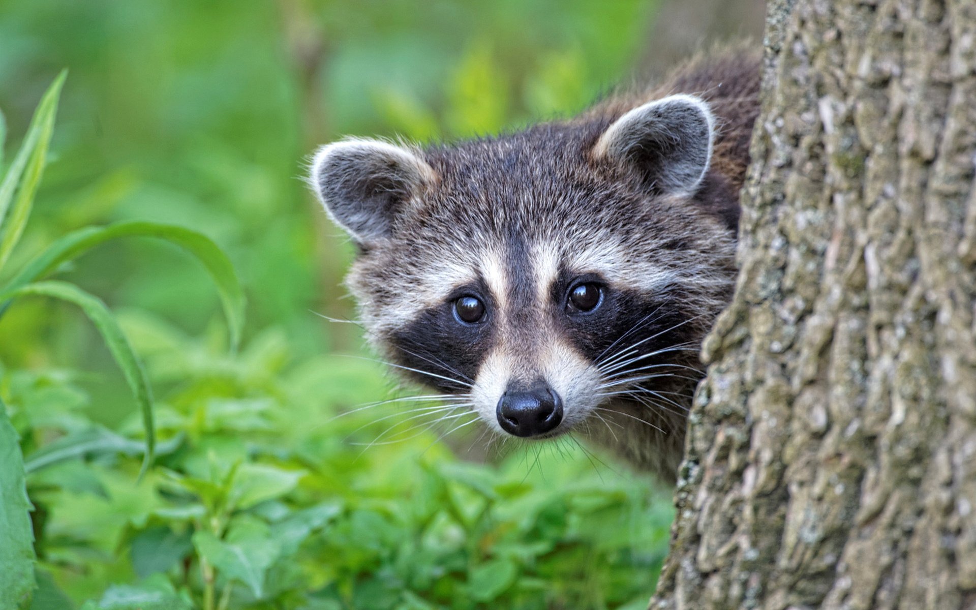 Обои трава, дерево, зелень, мордочка, взгляд, ствол, енот, grass, tree, greens, muzzle, look, trunk, raccoon разрешение 1920x1280 Загрузить