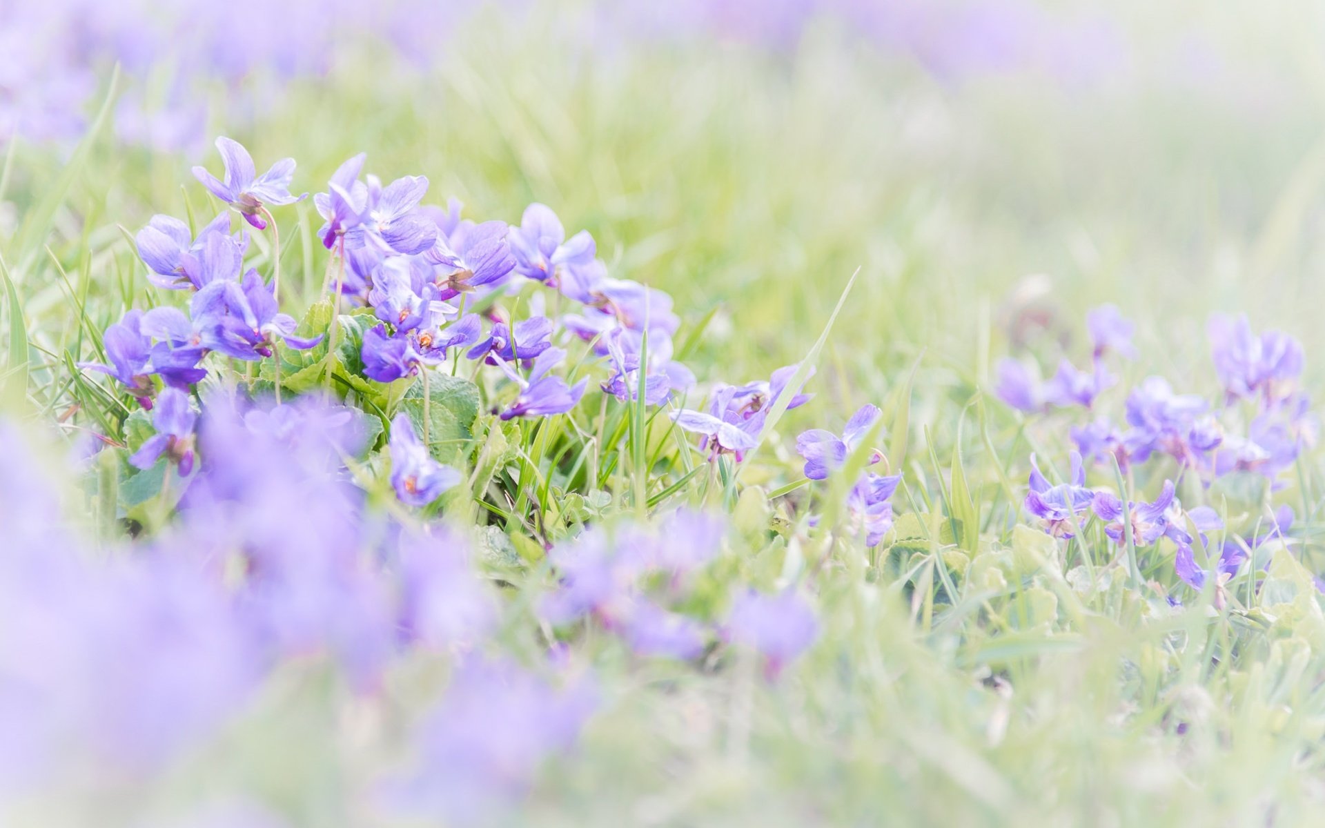 Обои цветы, трава, размытость, весна, фиалки, фиалка, flowers, grass, blur, spring, violet разрешение 2048x1367 Загрузить