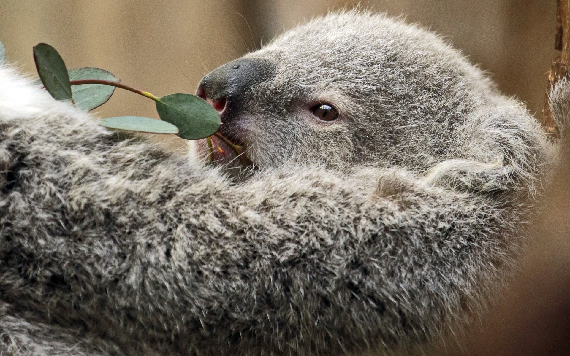 Обои ветка, листья, мордочка, животное, коала, сумчатые, branch, leaves, muzzle, animal, koala, marsupials разрешение 3192x2640 Загрузить