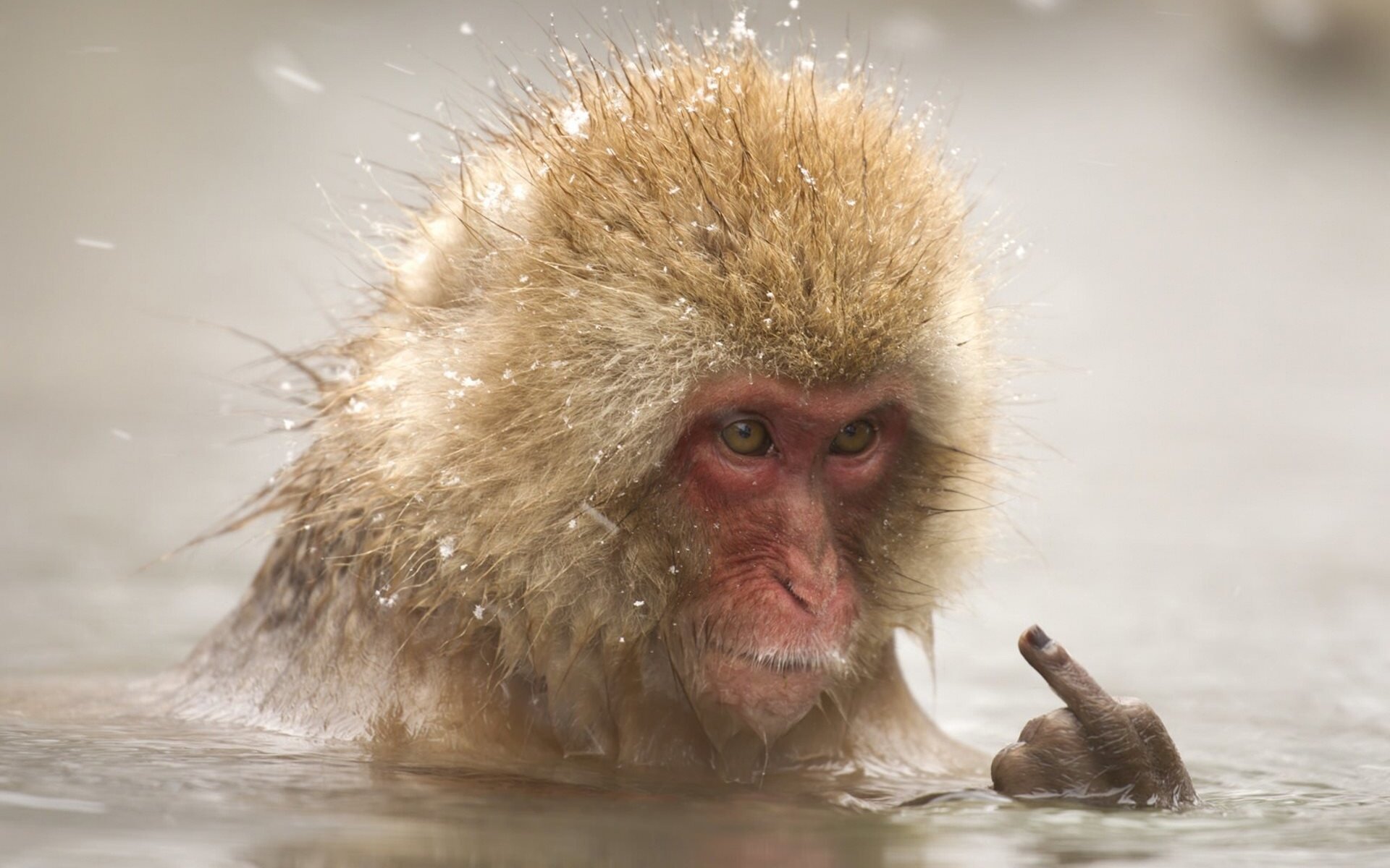 Водяная обезьяна