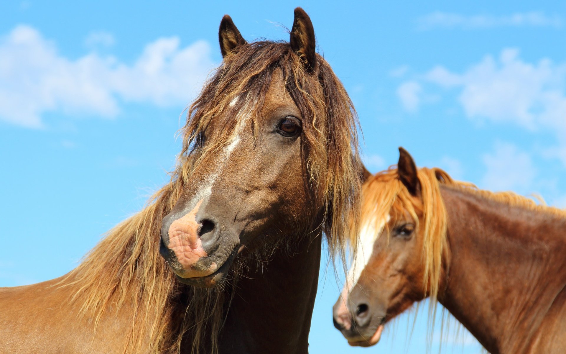 Обои небо, облака, взгляд, лошади, кони, грива, the sky, clouds, look, horse, horses, mane разрешение 2048x1365 Загрузить