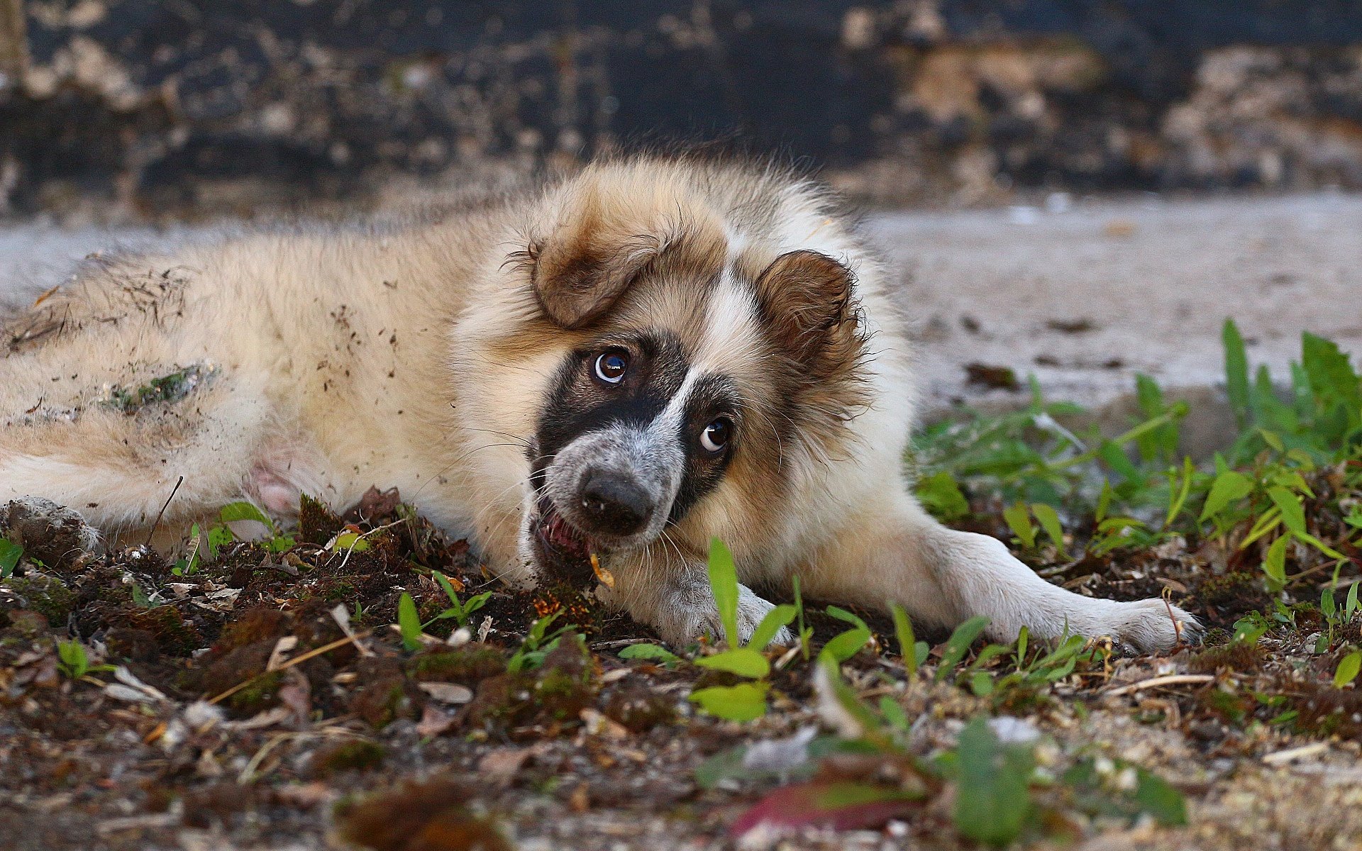 Обои трава, взгляд, собака, щенок, лайка, grass, look, dog, puppy, laika разрешение 1920x1280 Загрузить