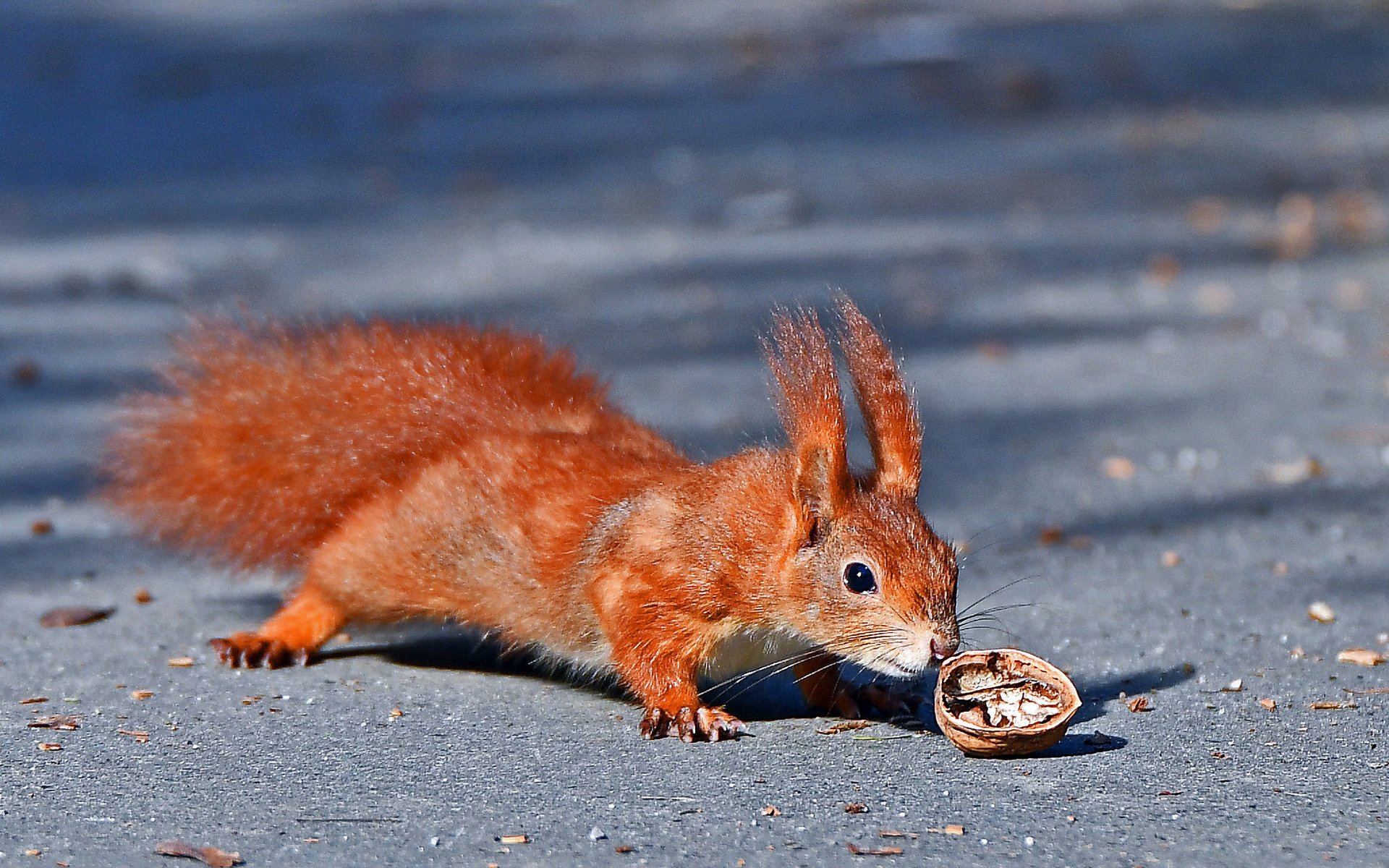 Обои животное, белка, орех, грызун, animal, protein, walnut, rodent разрешение 2048x1485 Загрузить