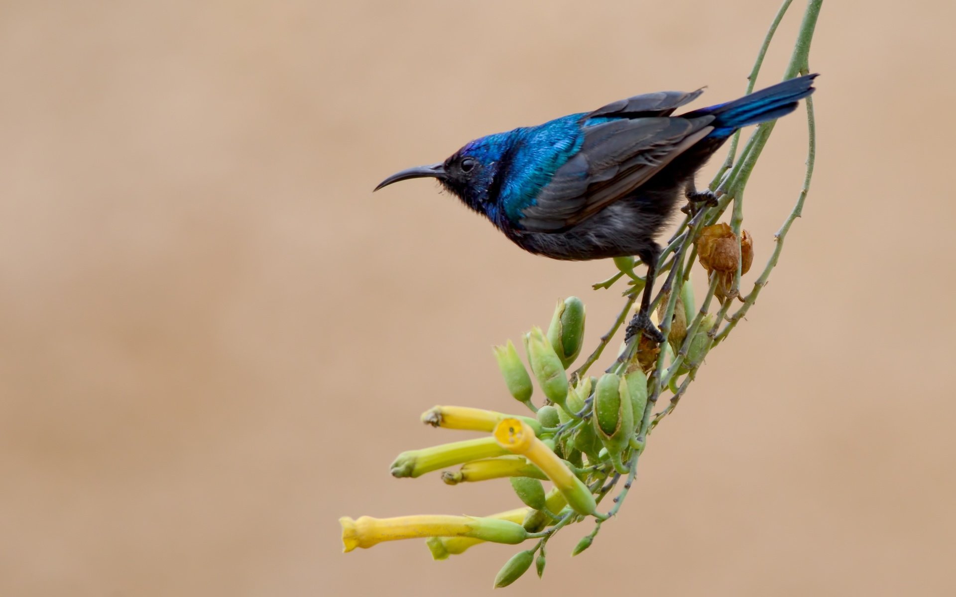 Обои цветы, ветка, природа, фон, птица, клюв, перья, нектарница, flowers, branch, nature, background, bird, beak, feathers, the sunbird разрешение 3547x2350 Загрузить