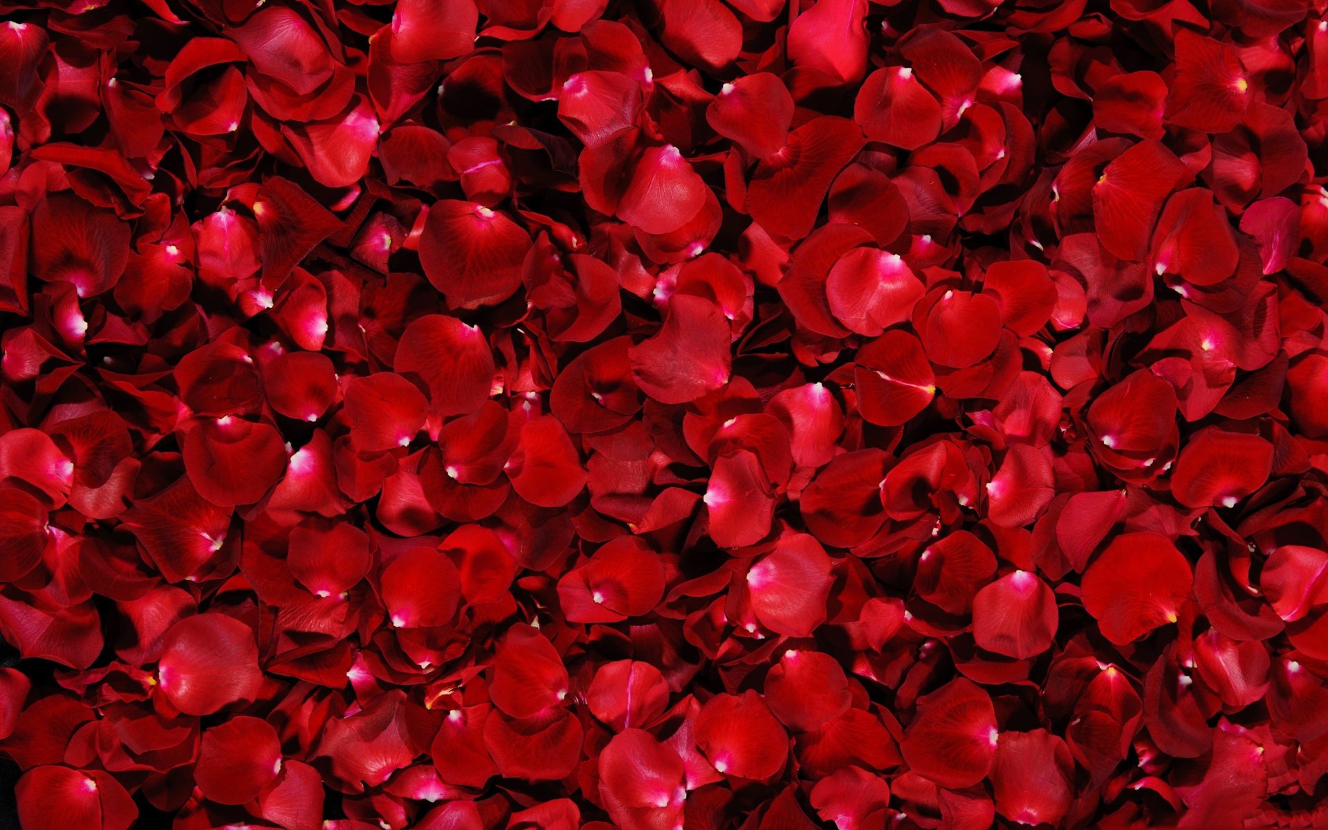 Обои фон, розы, лепестки, красные, background, roses, petals, red разрешение 5075x3172 Загрузить