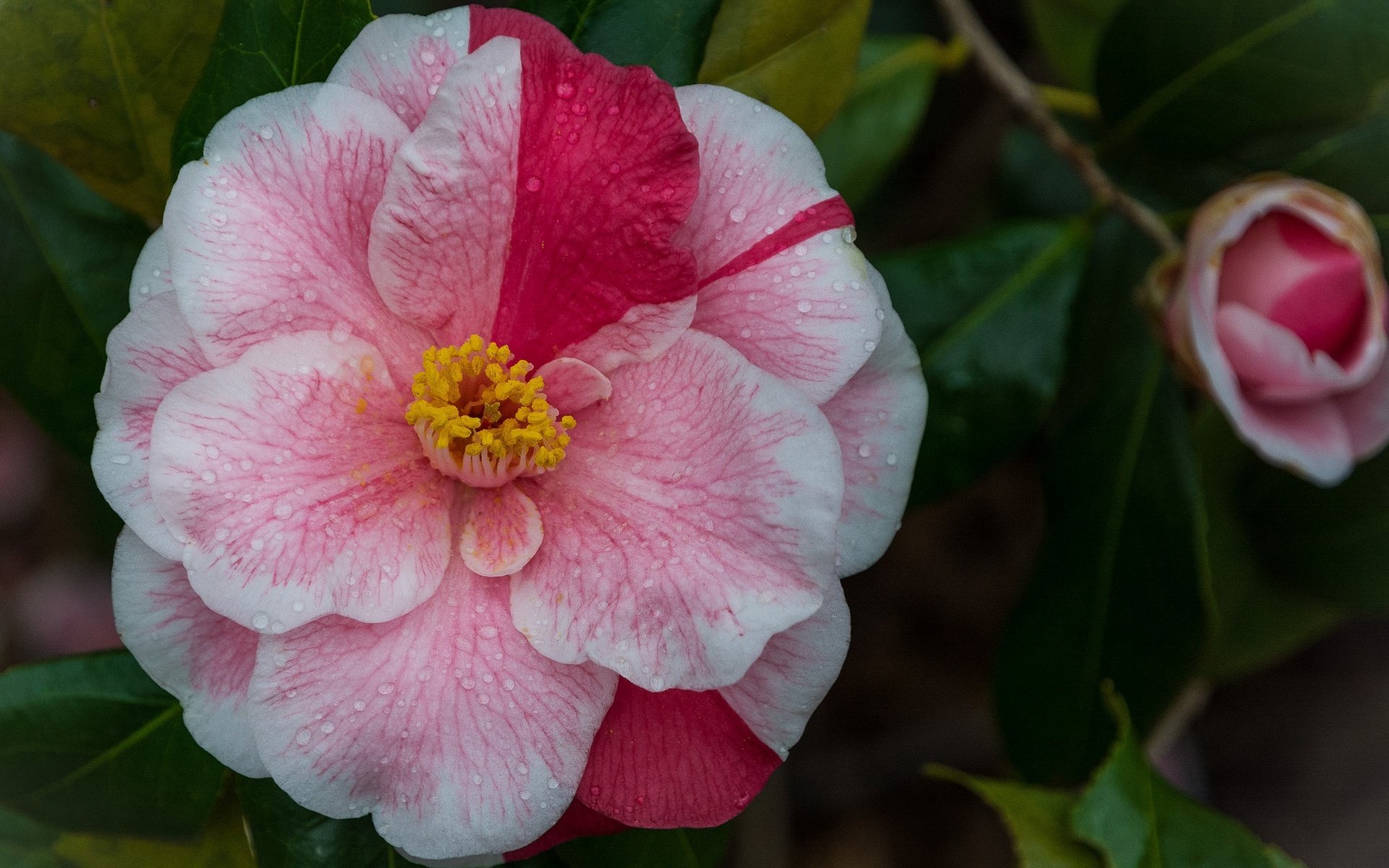 Обои листья, цветок, капли, лепестки, камелия, leaves, flower, drops, petals, camellia разрешение 2048x1616 Загрузить