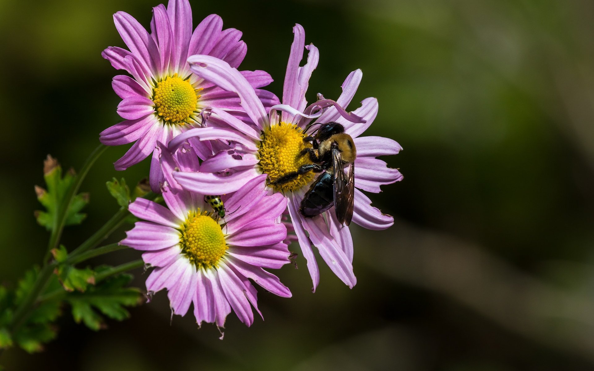 Обои цветы, насекомое, лепестки, пчела, хризантемы, flowers, insect, petals, bee, chrysanthemum разрешение 2048x1495 Загрузить