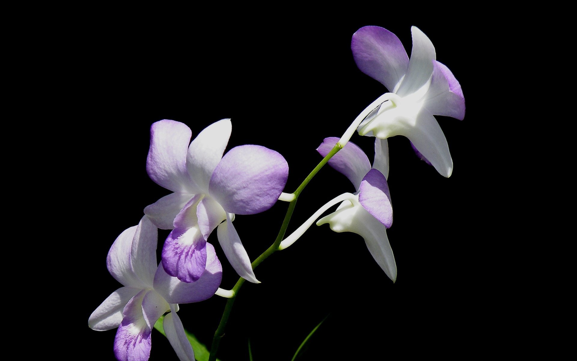 Обои цветы, фон, лепестки, орхидея, соцветие, flowers, background, petals, orchid, inflorescence разрешение 3648x2139 Загрузить