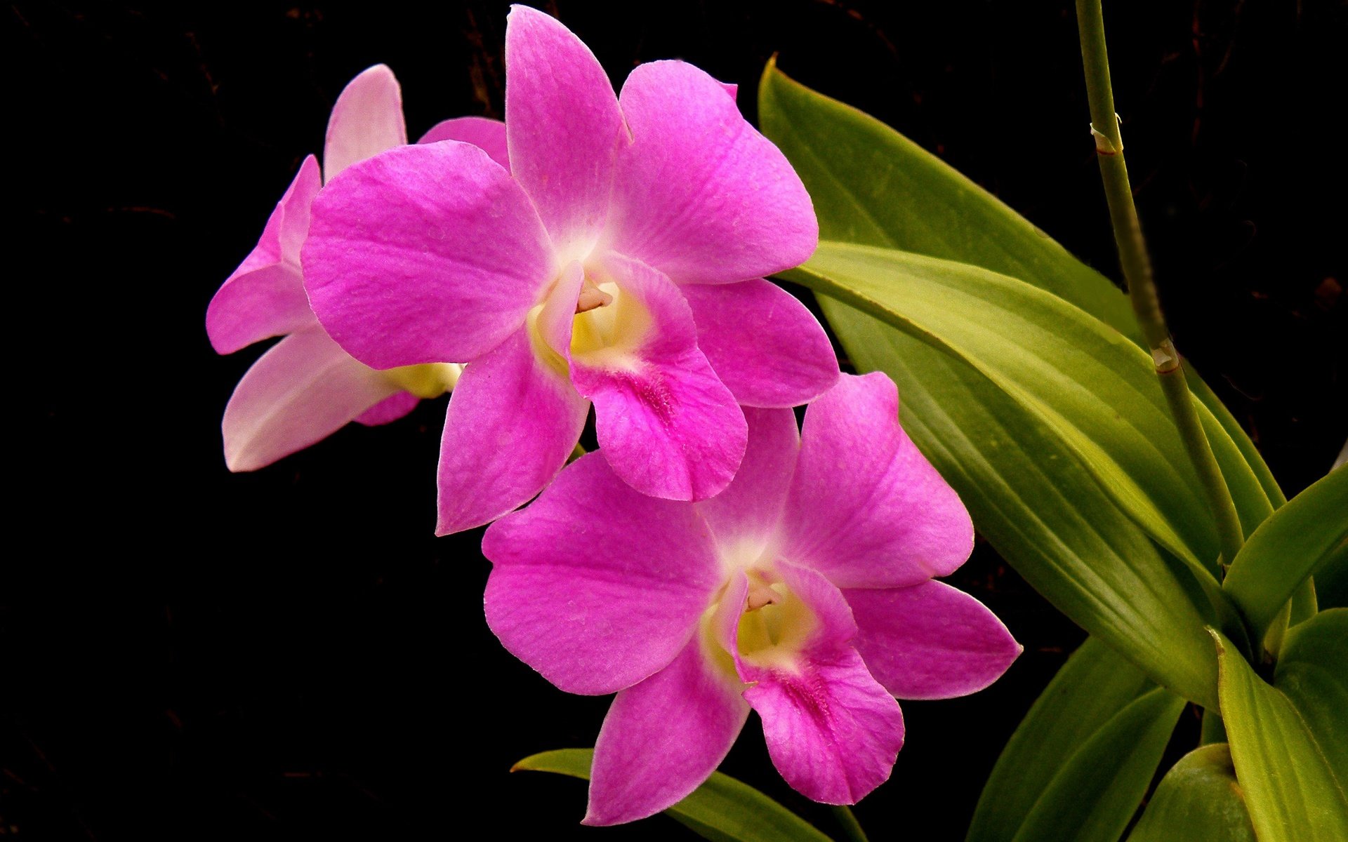 Обои цветы, листья, фон, лепестки, орхидея, flowers, leaves, background, petals, orchid разрешение 3600x2230 Загрузить