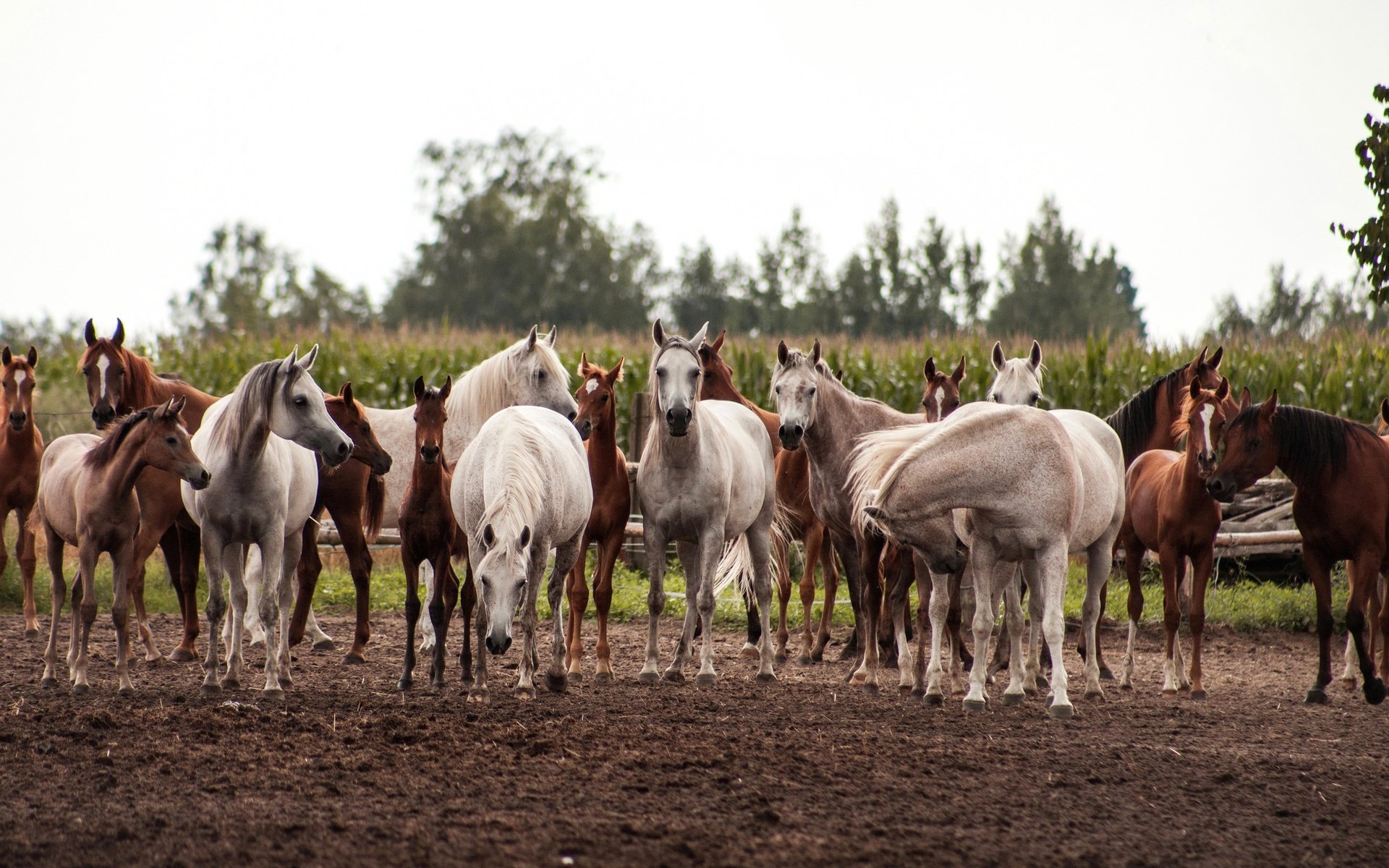 Обои поле, лошади, кони, табун, field, horse, horses, the herd разрешение 3450x2000 Загрузить