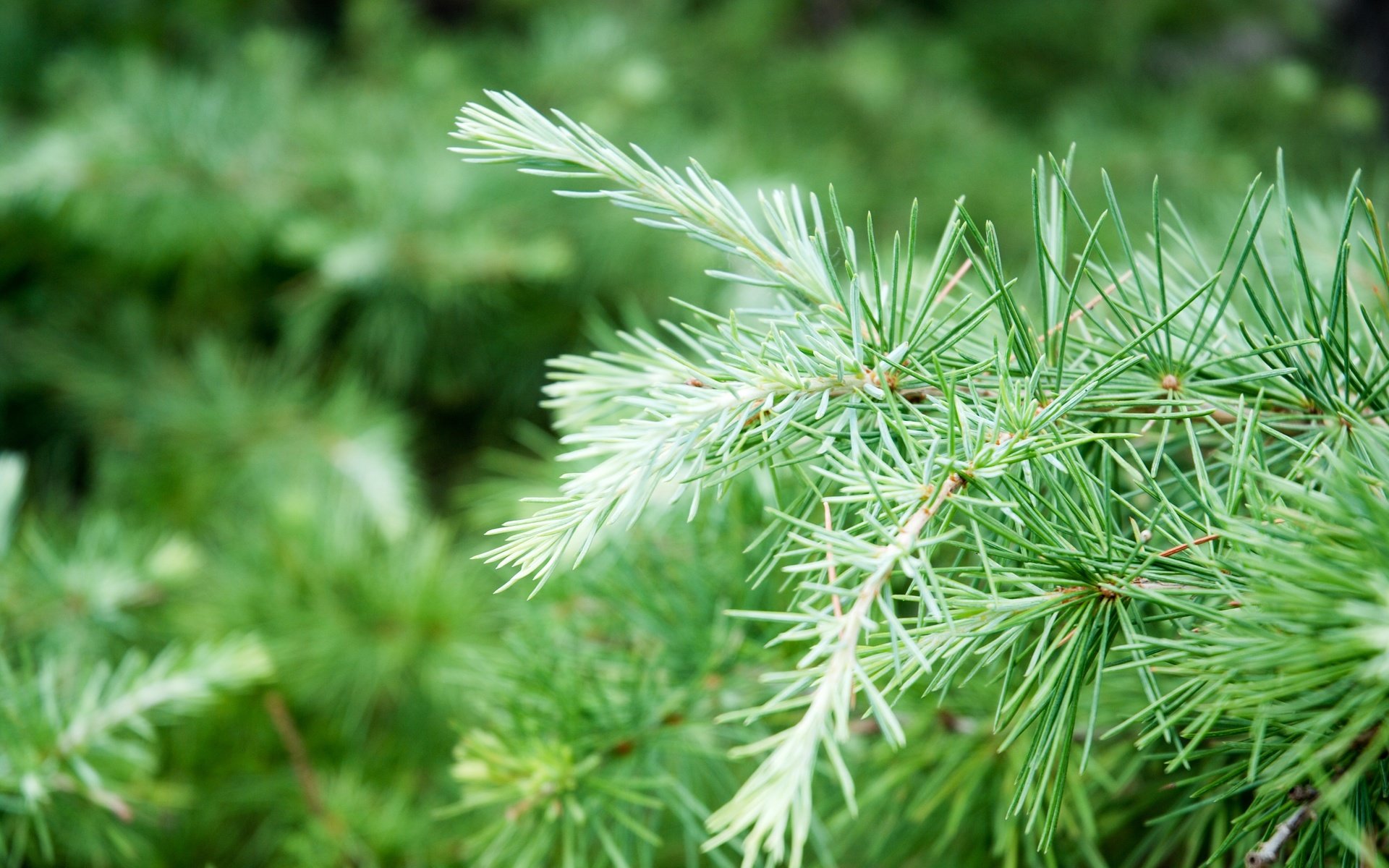 Обои природа, дерево, хвоя, ветки, размытость, ель, иголки, nature, tree, needles, branches, blur, spruce разрешение 3872x2592 Загрузить