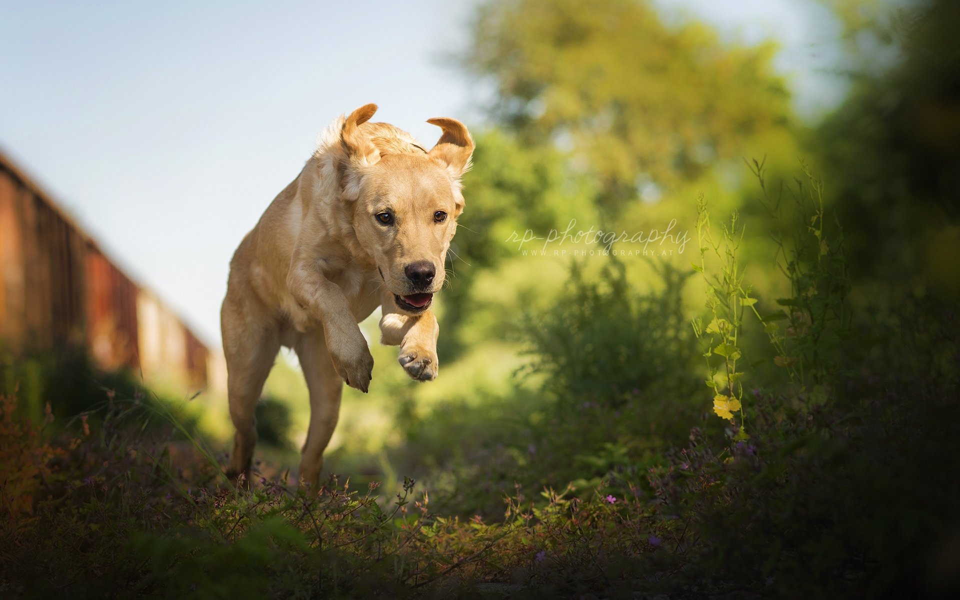 Обои природа, лето, собака, прыжок, лабрадор-ретривер, nature, summer, dog, jump, labrador retriever разрешение 2048x1320 Загрузить