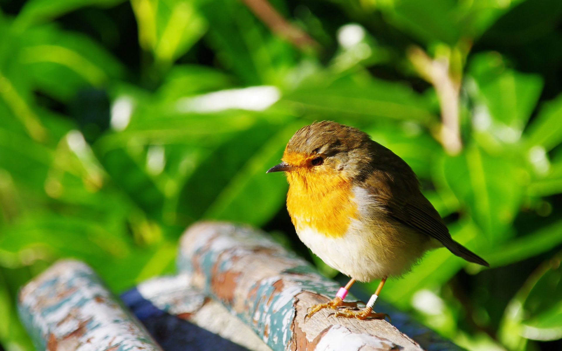 Обои природа, птица, клюв, перья, птичка, зарянка, малиновка, nature, bird, beak, feathers, robin разрешение 3585x2689 Загрузить