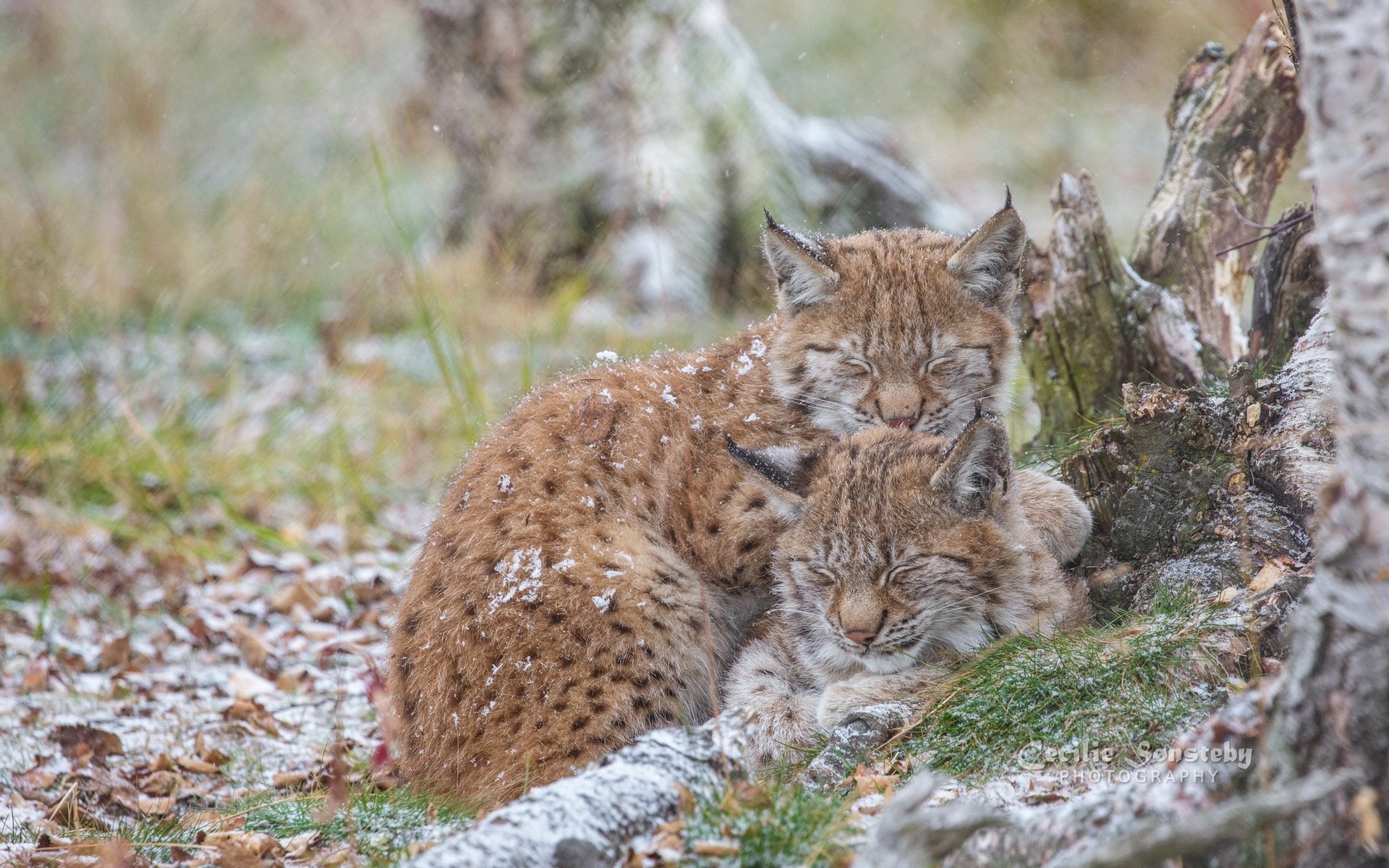 Обои природа, рысь, сон, рыси, nature, lynx, sleep разрешение 2048x1365 Загрузить