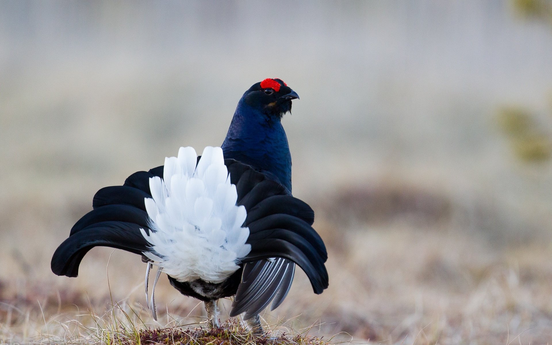 Обои птица, перья, окрас, хвост, тетерев, bird, feathers, color, tail, grouse разрешение 2000x1333 Загрузить