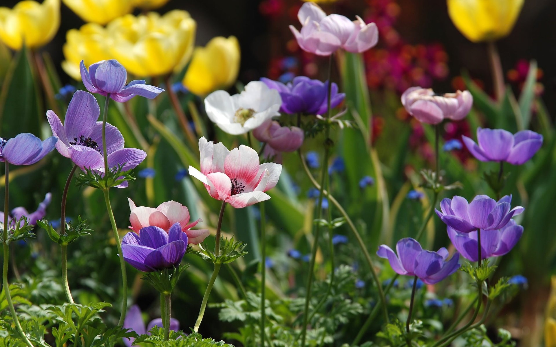 Обои цветы, лепестки, разноцветные, анемоны, ветреница, flowers, petals, colorful, anemones, anemone разрешение 2048x1303 Загрузить