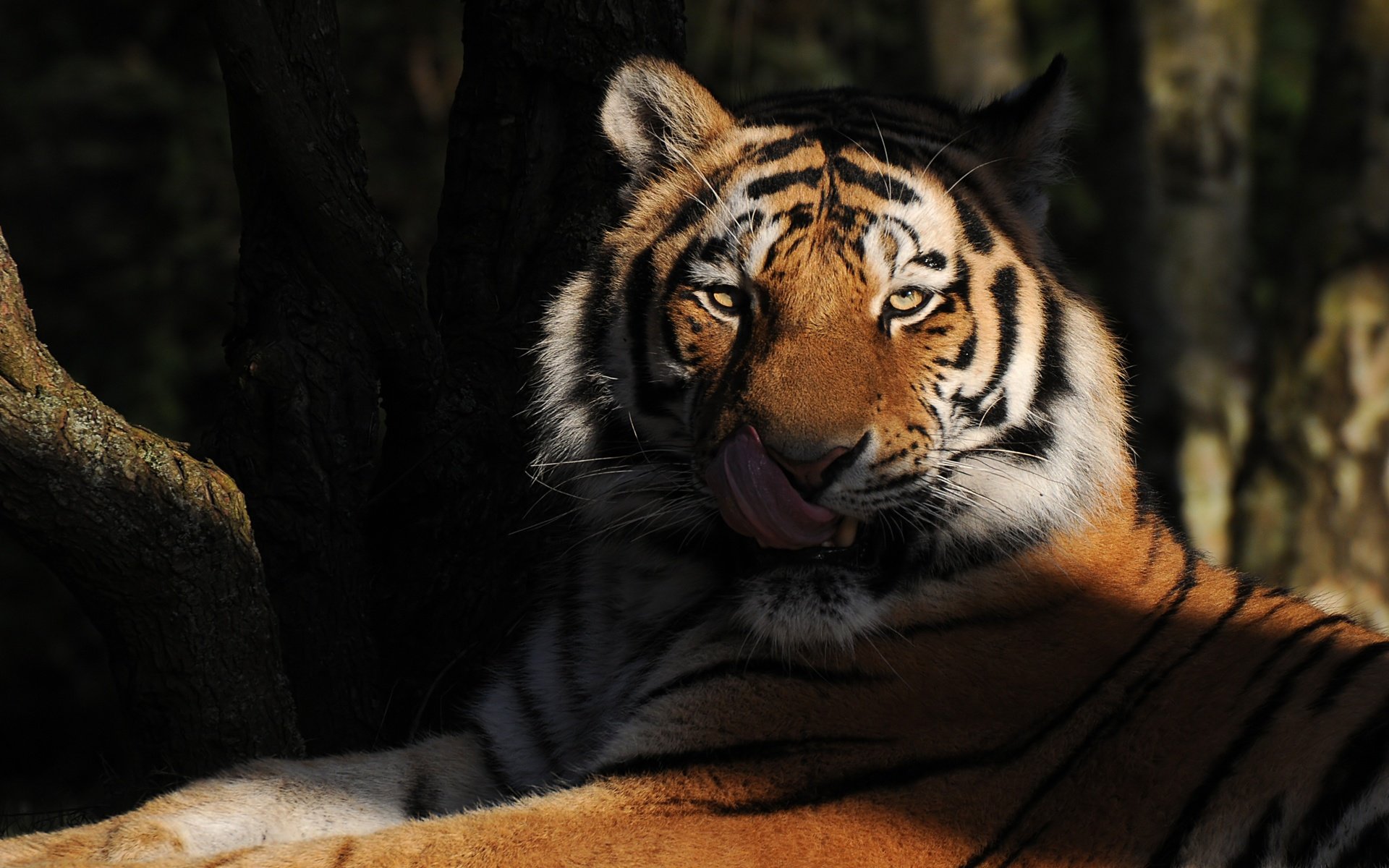 Обои тигр, морда, взгляд, хищник, язык, дикая кошка, tiger, face, look, predator, language, wild cat разрешение 3791x2336 Загрузить