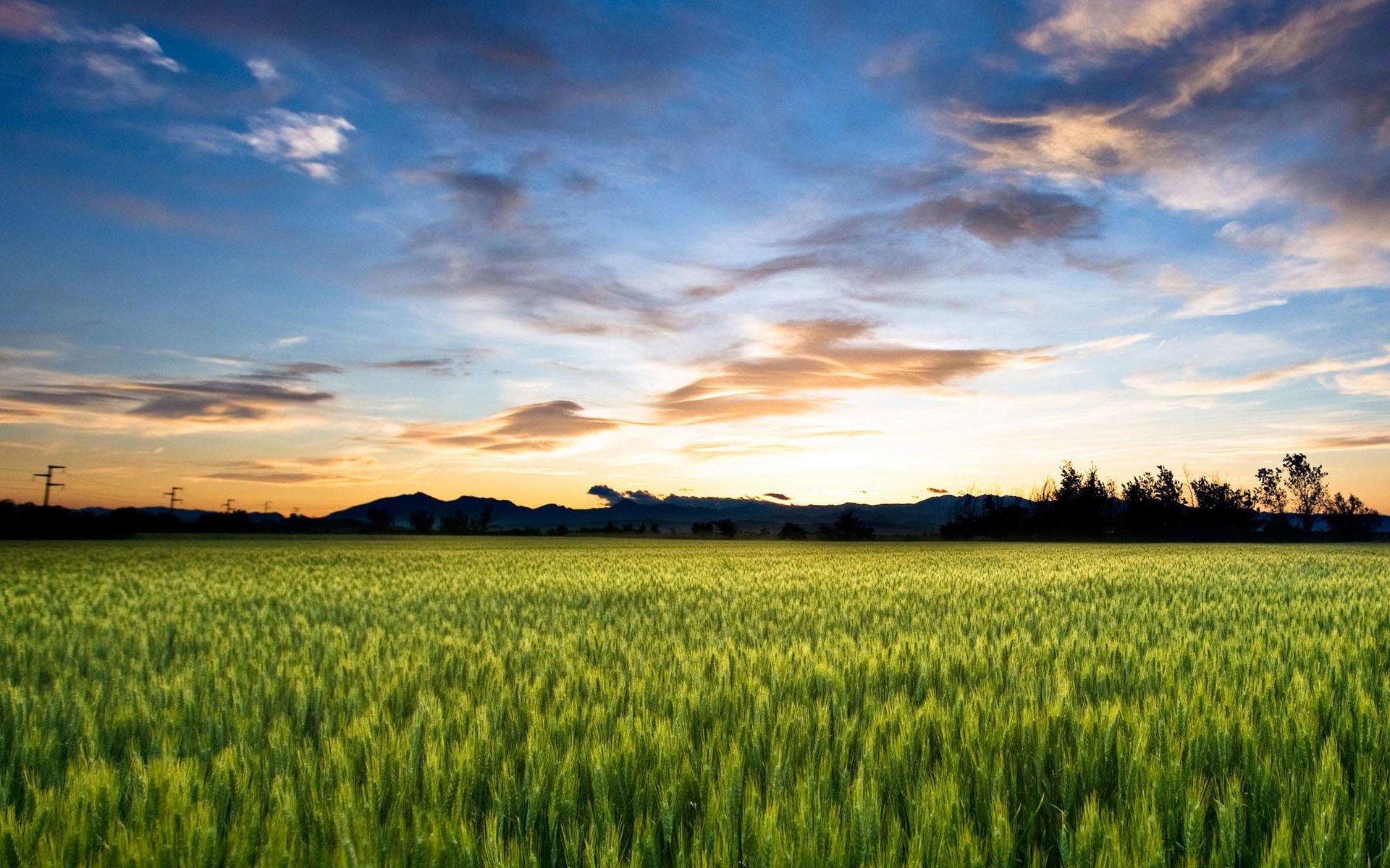 Обои небо, облака, поле, горизонт, колосья, пшеница, the sky, clouds, field, horizon, ears, wheat разрешение 2160x1920 Загрузить