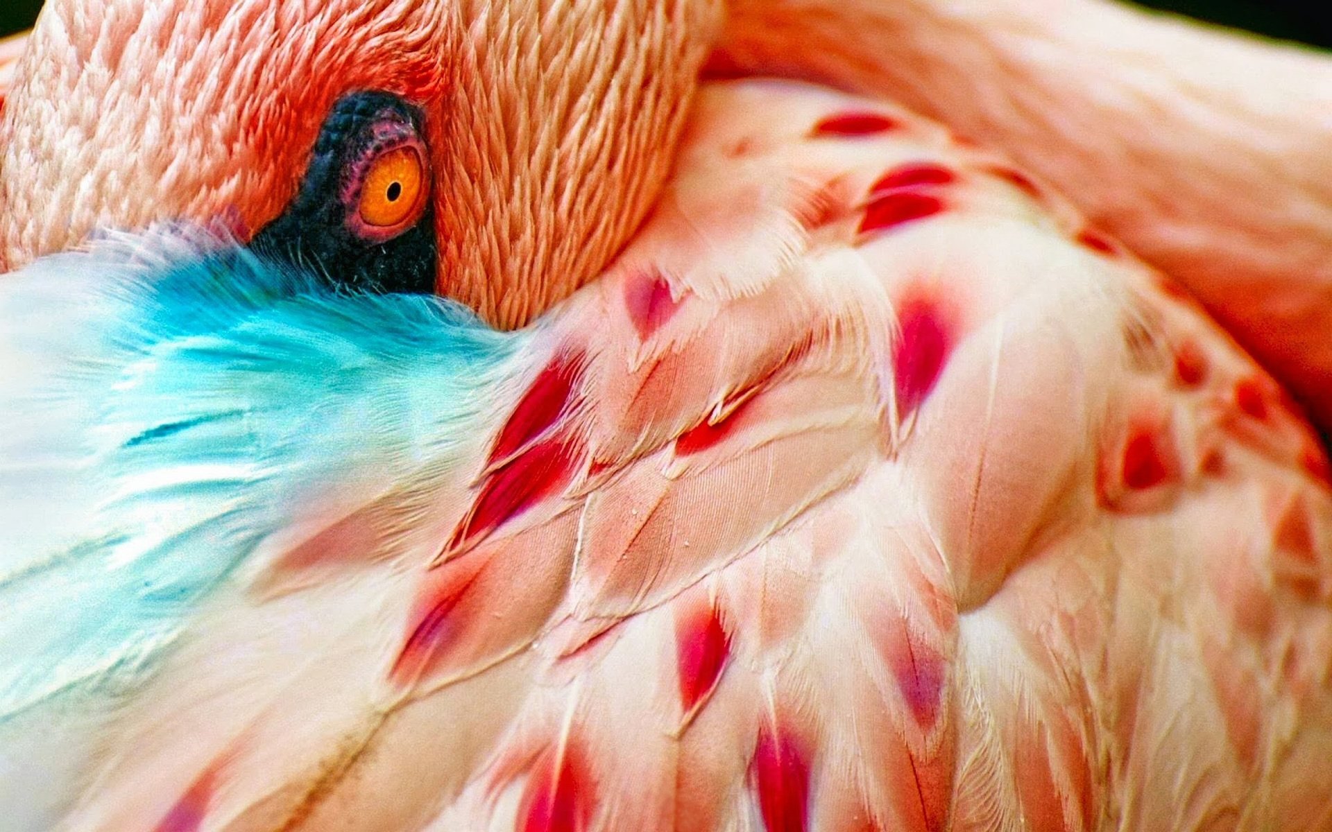 Обои макро, фламинго, птица, перья, глаз, macro, flamingo, bird, feathers, eyes разрешение 2560x1600 Загрузить