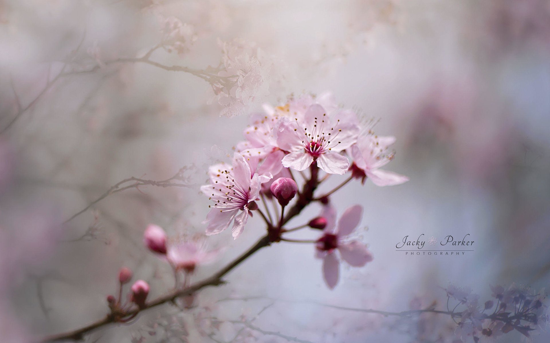 Обои ветка, цветение, весна, вишня, jacky parker, branch, flowering, spring, cherry разрешение 2000x1333 Загрузить