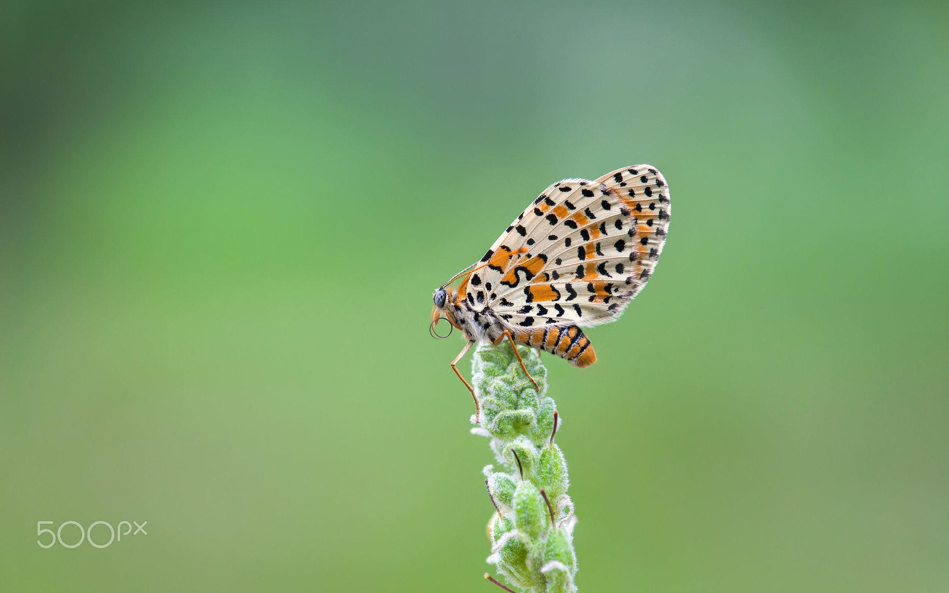 Обои насекомое, бабочка, крылья, растение, шашечница, j.g. domínguez, insect, butterfly, wings, plant, the metalmark разрешение 2000x1333 Загрузить