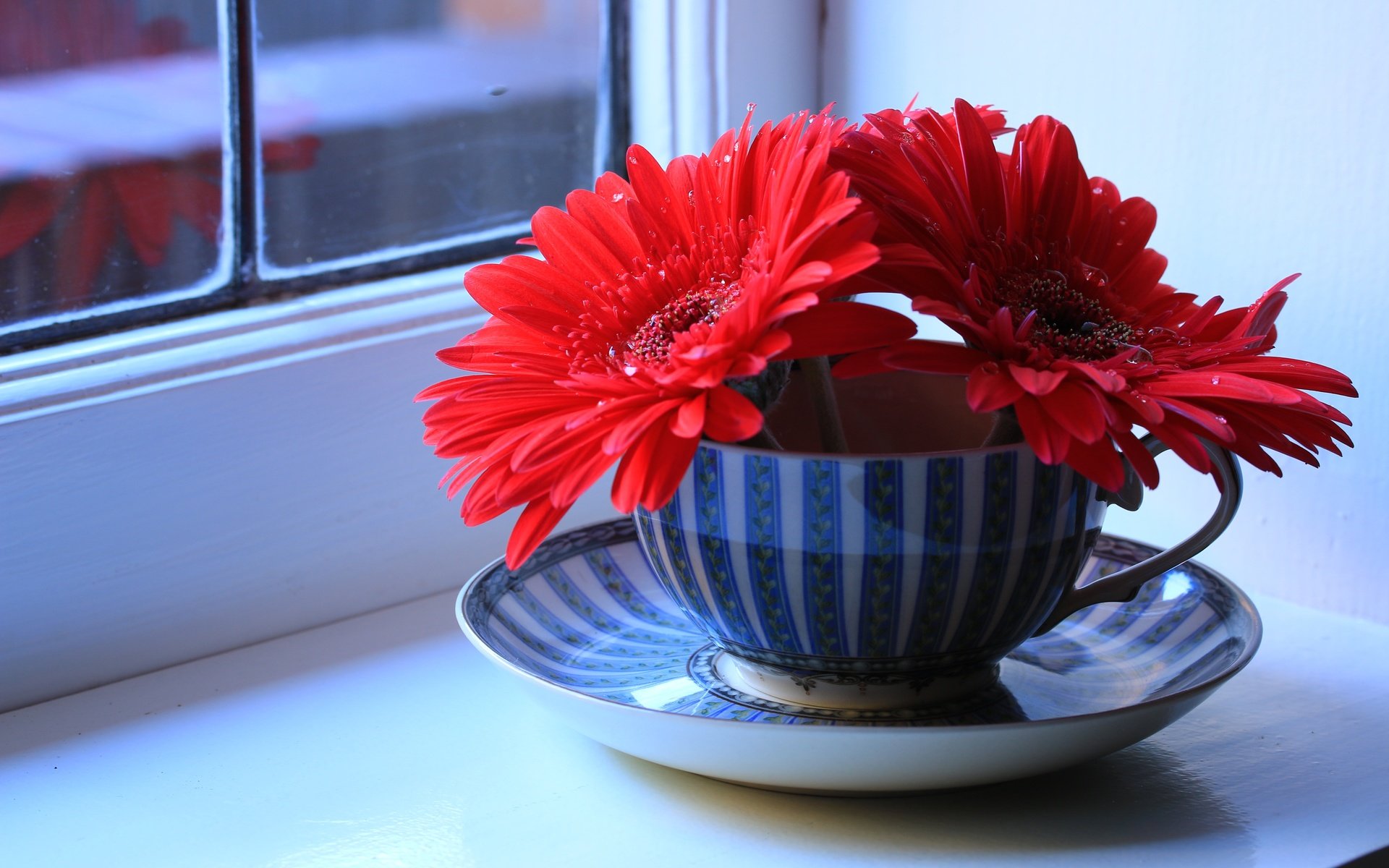 Обои цветы, блюдце, окно, чашка, герберы, натюрморт, подоконник, flowers, saucer, window, cup, gerbera, still life, sill разрешение 5472x3648 Загрузить