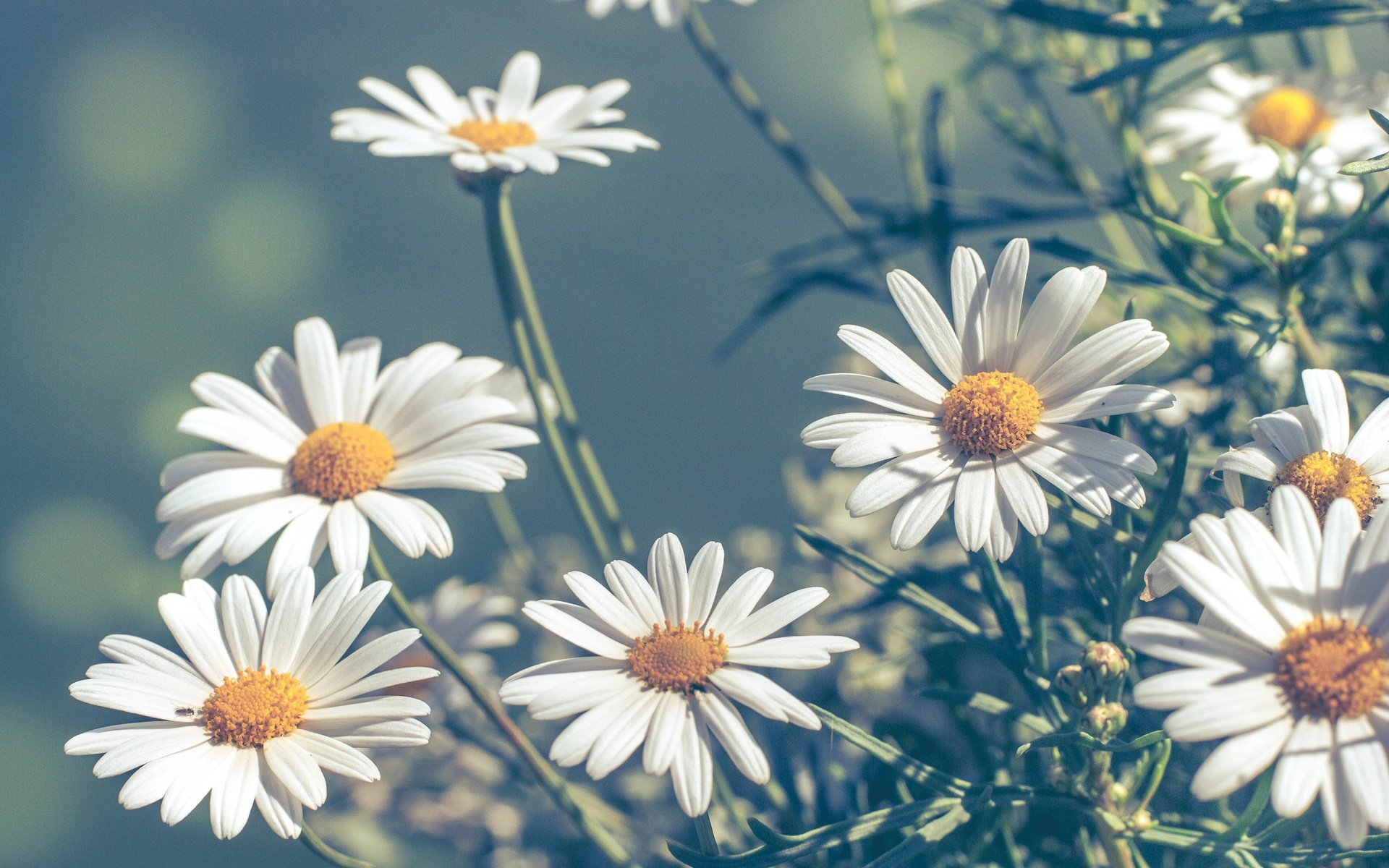 Обои цветы, макро, лепестки, размытость, ромашки, боке, flowers, macro, petals, blur, chamomile, bokeh разрешение 3872x2592 Загрузить