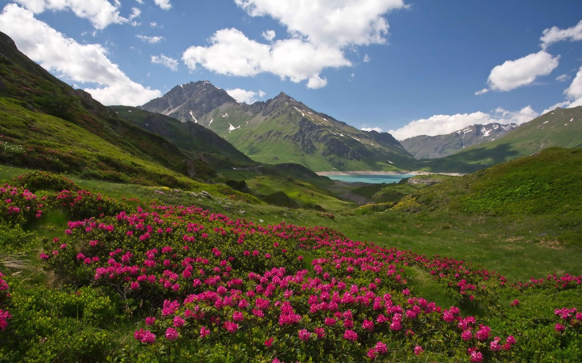 Обои цветы, savoie, облака, озеро, горы, франция, альпы, солнечно, рододендроны, flowers, clouds, lake, mountains, france, alps, sunny, rhododendrons разрешение 1920x1229 Загрузить