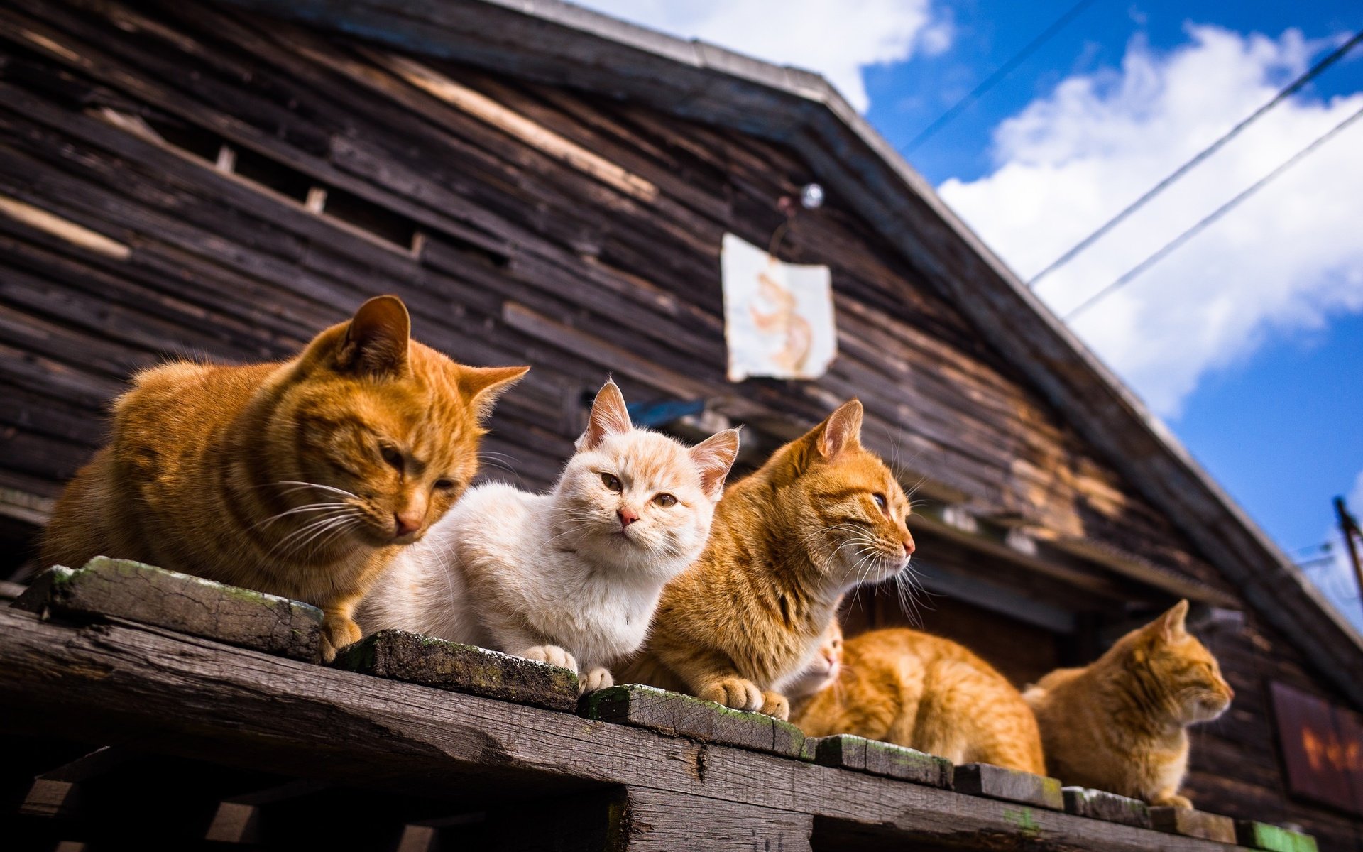 Обои небо, облака, усы, лето, взгляд, дом, коты, кошки, мордочки, faces, the sky, clouds, mustache, summer, look, house, cats разрешение 2048x1357 Загрузить