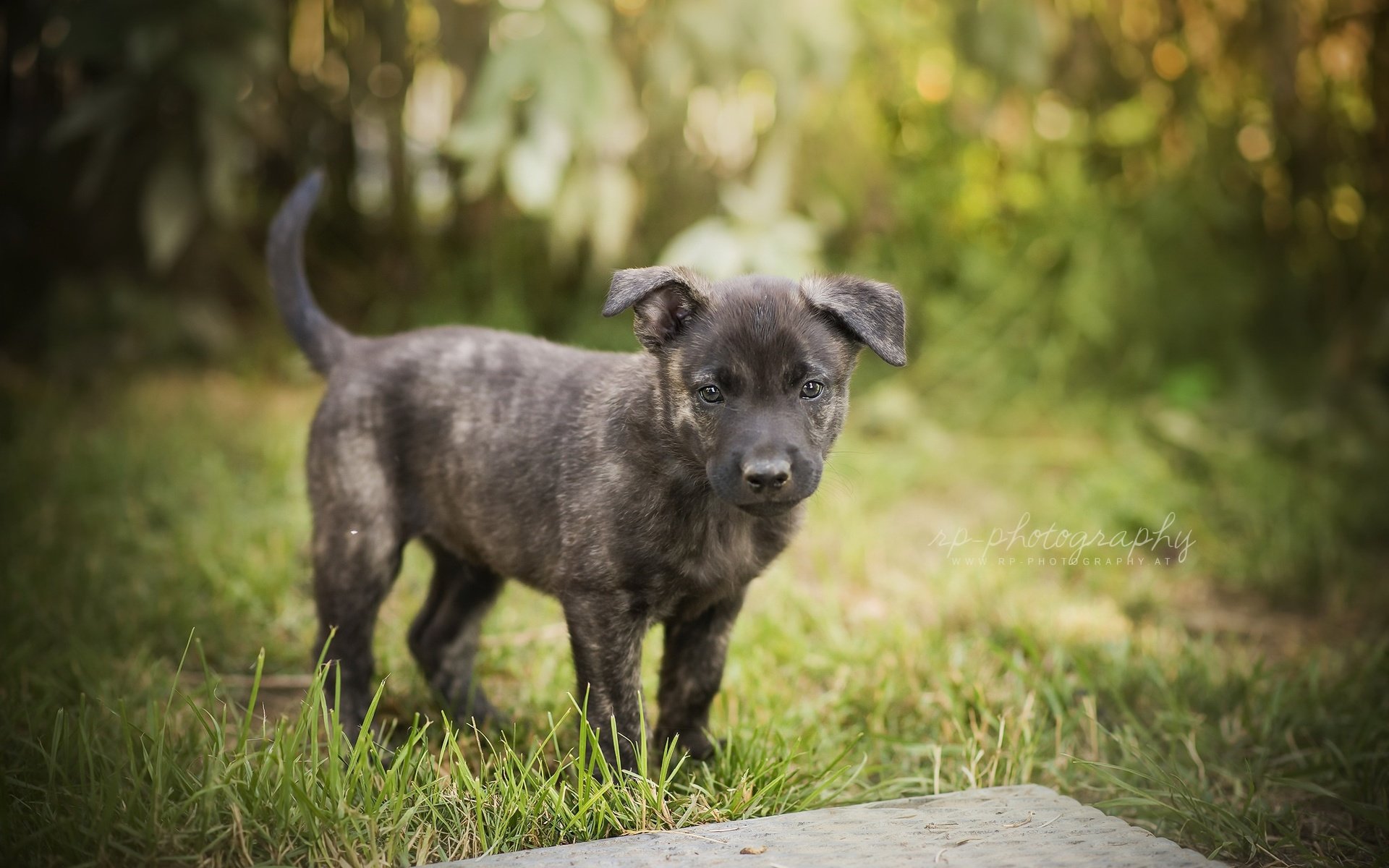 Обои трава, мордочка, лето, взгляд, собака, щенок, grass, muzzle, summer, look, dog, puppy разрешение 2048x1337 Загрузить