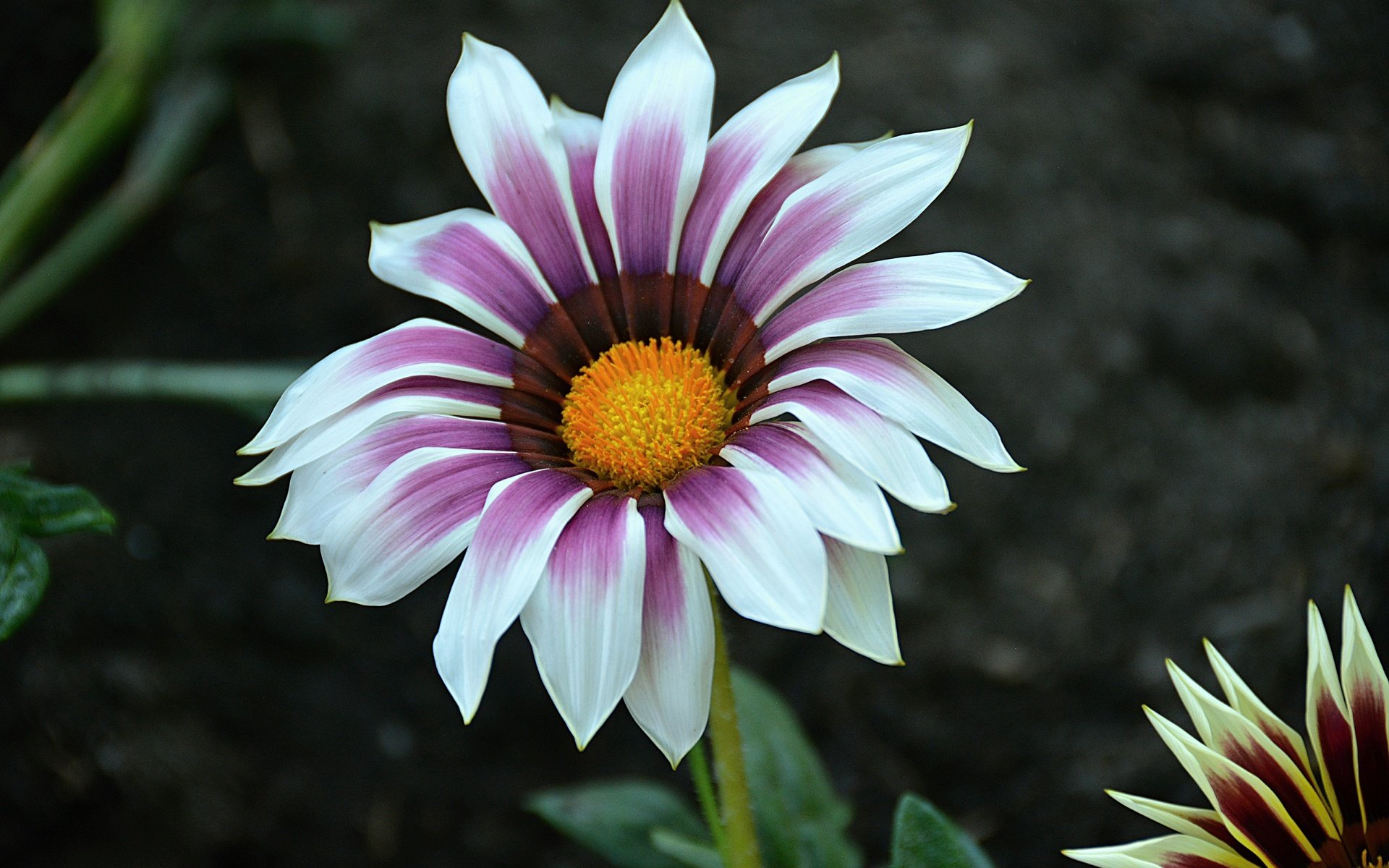 Обои макро, цветок, лепестки, газания, macro, flower, petals, gazania разрешение 6000x4000 Загрузить