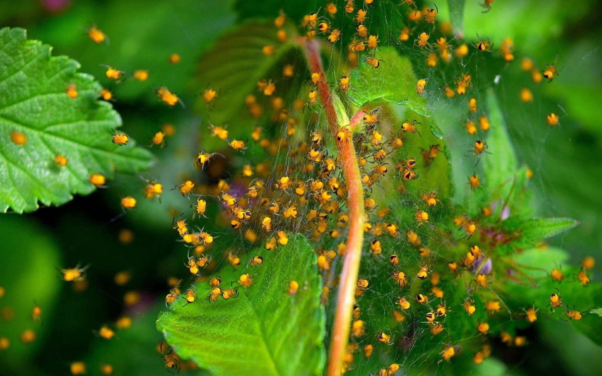 Обои макро, насекомые, растение, паутина, зеленые листья, жуки, macro, insects, plant, web, green leaves, bugs разрешение 2000x1252 Загрузить