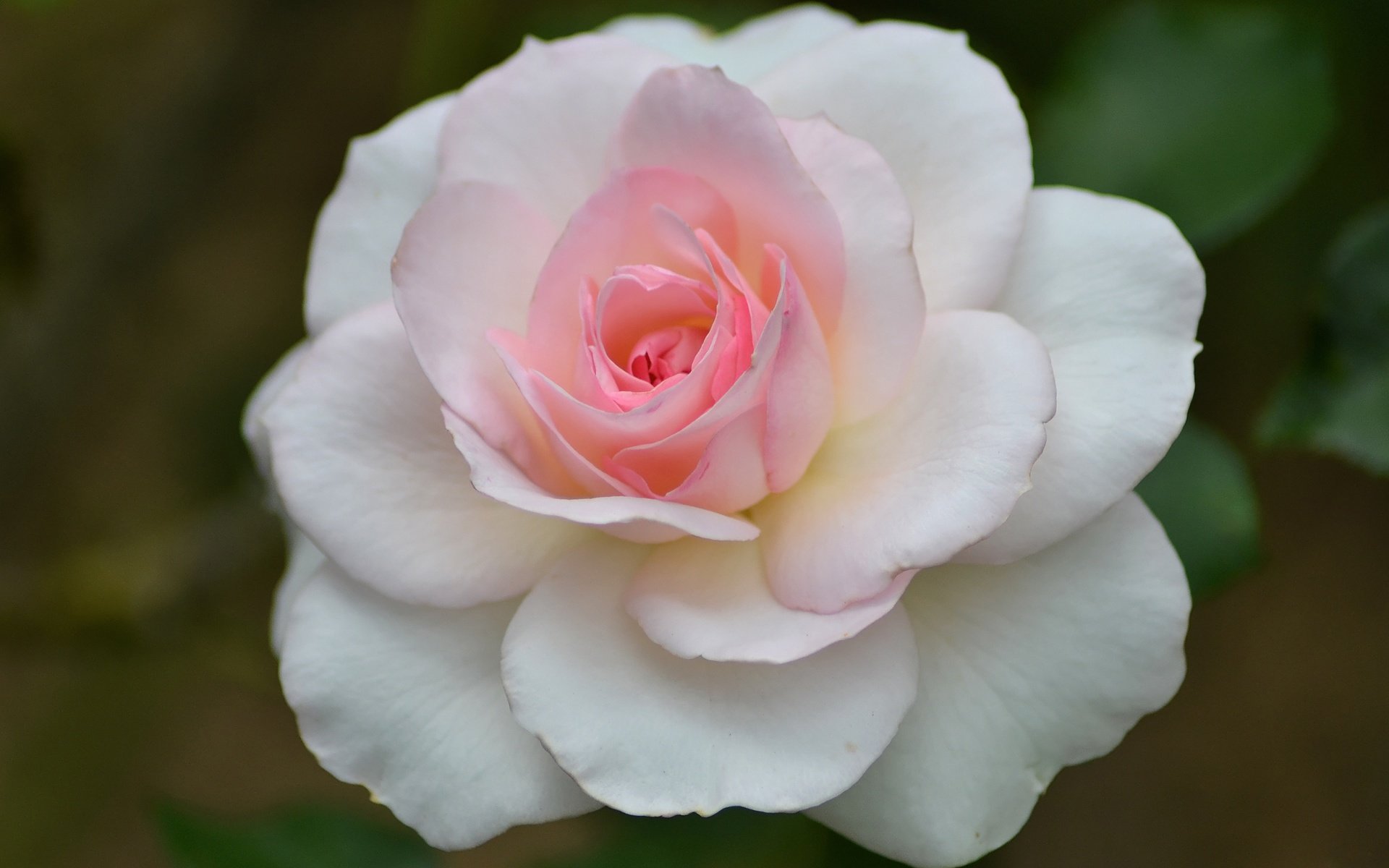 Обои макро, цветок, роза, лепестки, бутон, розовый, macro, flower, rose, petals, bud, pink разрешение 3456x2304 Загрузить