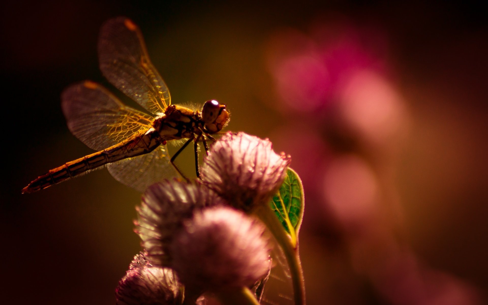 Обои цветы, макро, насекомое, крылья, размытость, стрекоза, flowers, macro, insect, wings, blur, dragonfly разрешение 4445x2804 Загрузить