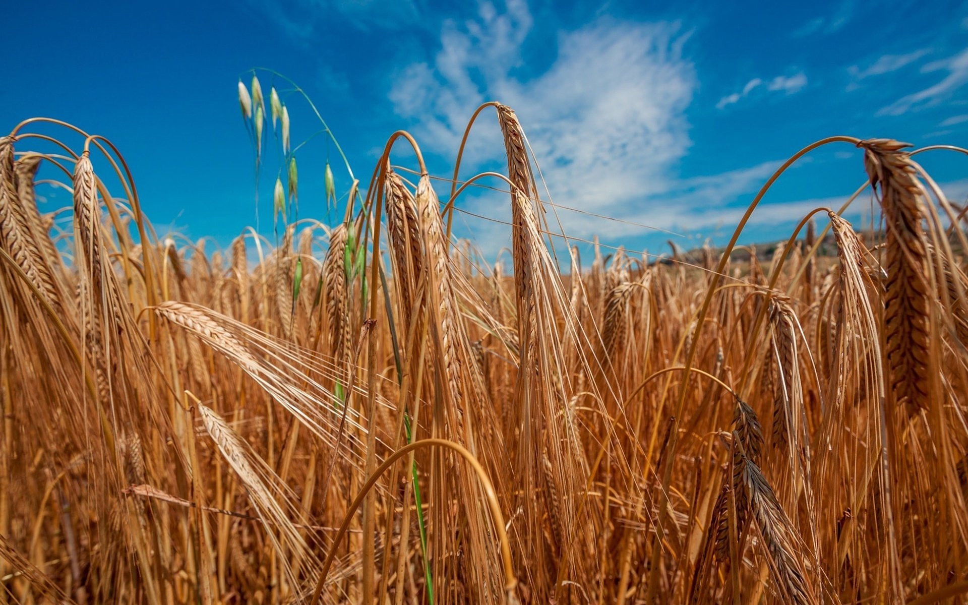 Обои небо, солнце, поле, колосья, пшеница, the sky, the sun, field, ears, wheat разрешение 2000x1333 Загрузить