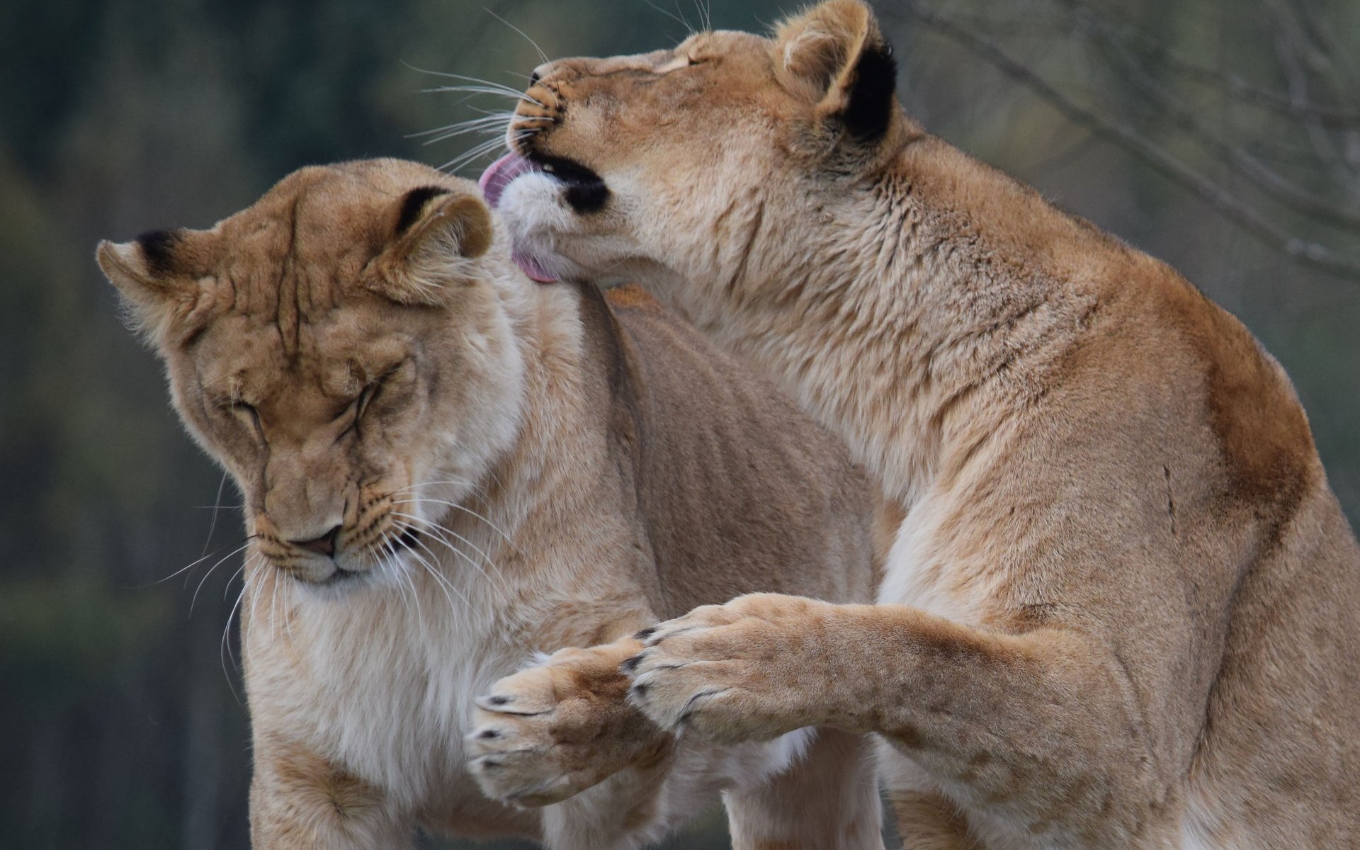 Обои морда, хищник, пара, лев, львица, дикая кошка, сафари, face, predator, pair, leo, lioness, wild cat, safari разрешение 3505x2336 Загрузить
