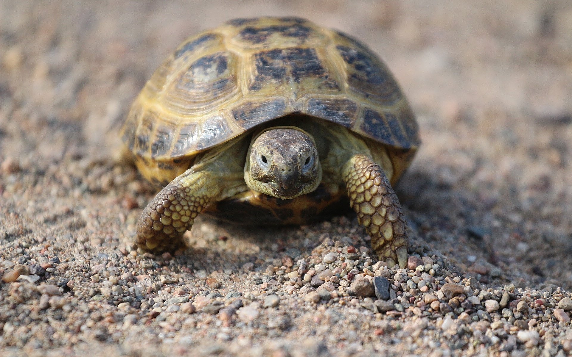 Обои камни, песок, черепаха, панцирь, прогулка, рептилия, stones, sand, turtle, shell, walk, reptile разрешение 1920x1280 Загрузить